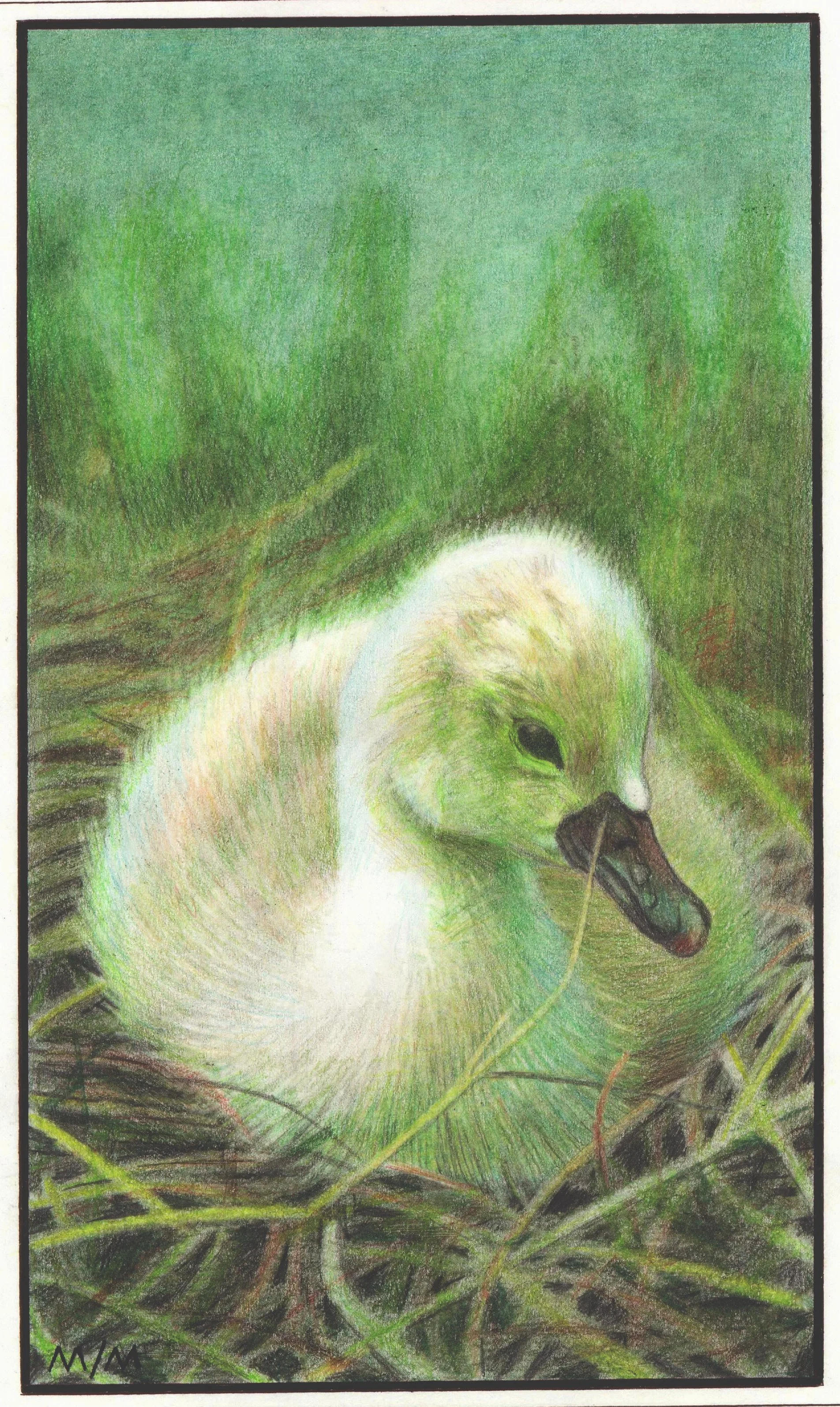 1997-Wildlife (4).jpg