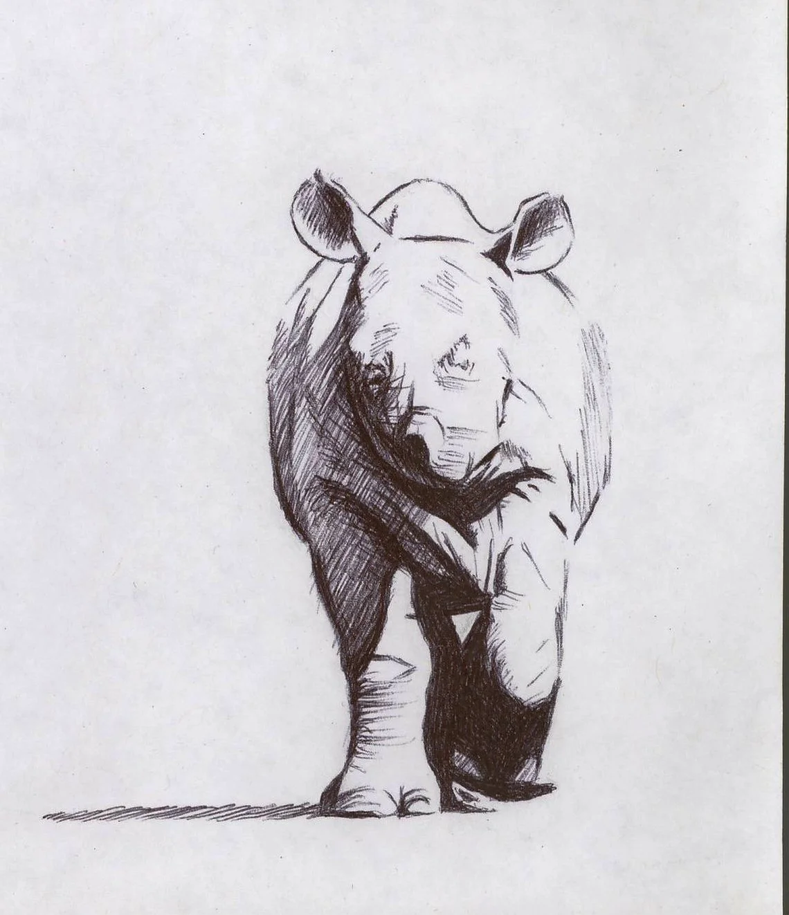 2010 - 6-3 - Rhino Calf Detail.JPG