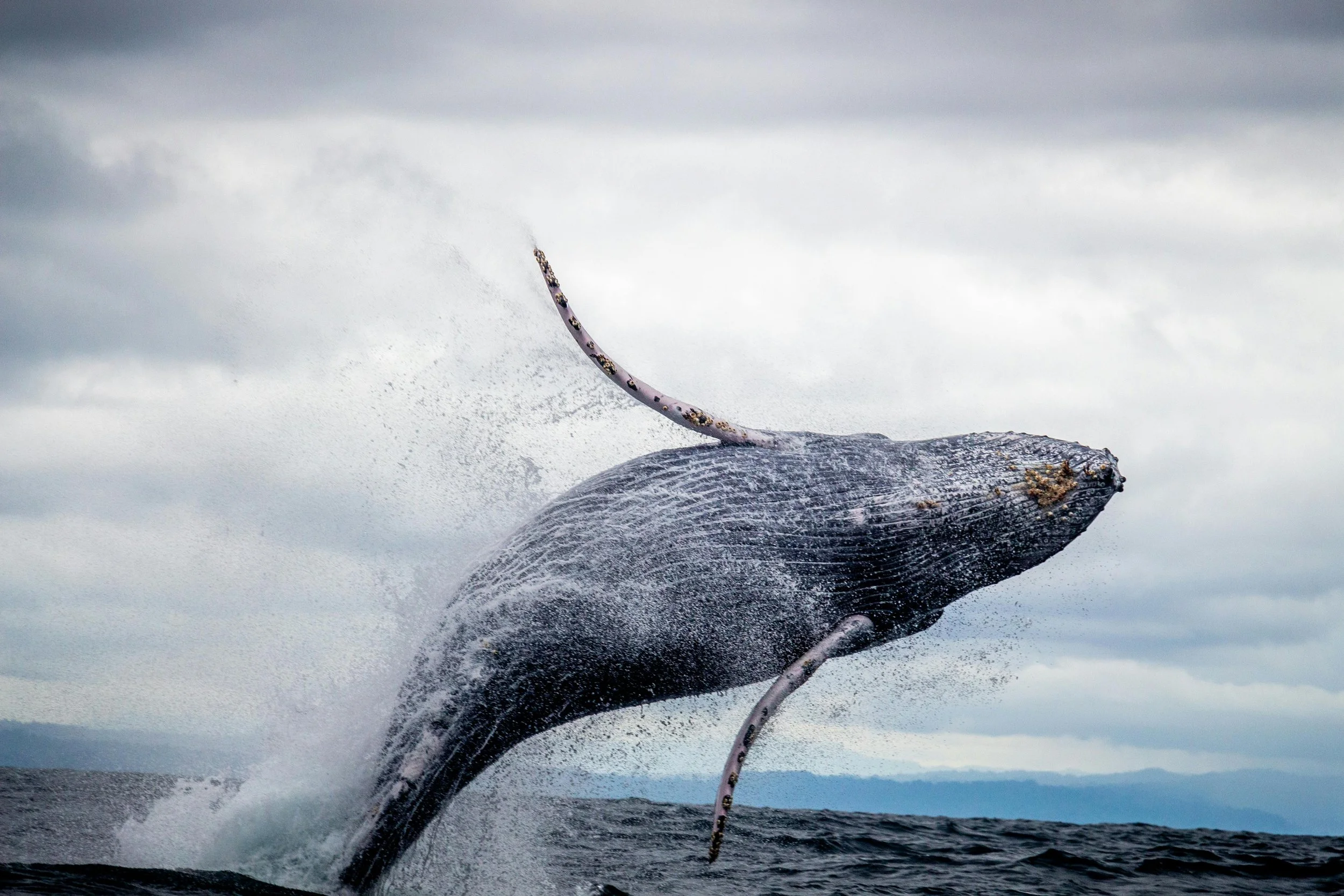 A whale breaching ocean water with a boat's rope in the foreground.