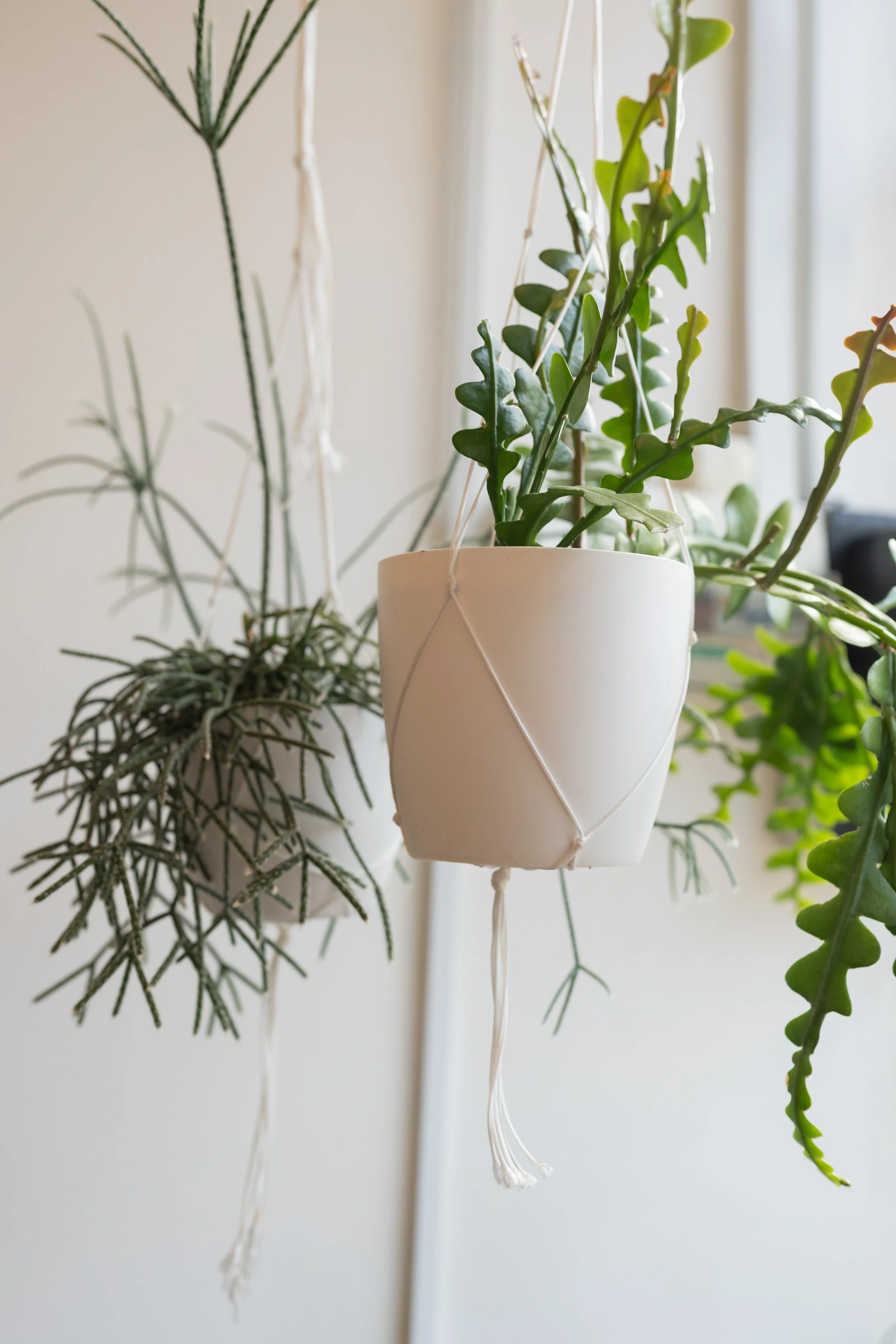 Hanging indoor plants at Four Seasons Wellness Centre Abbotsford Melbourne