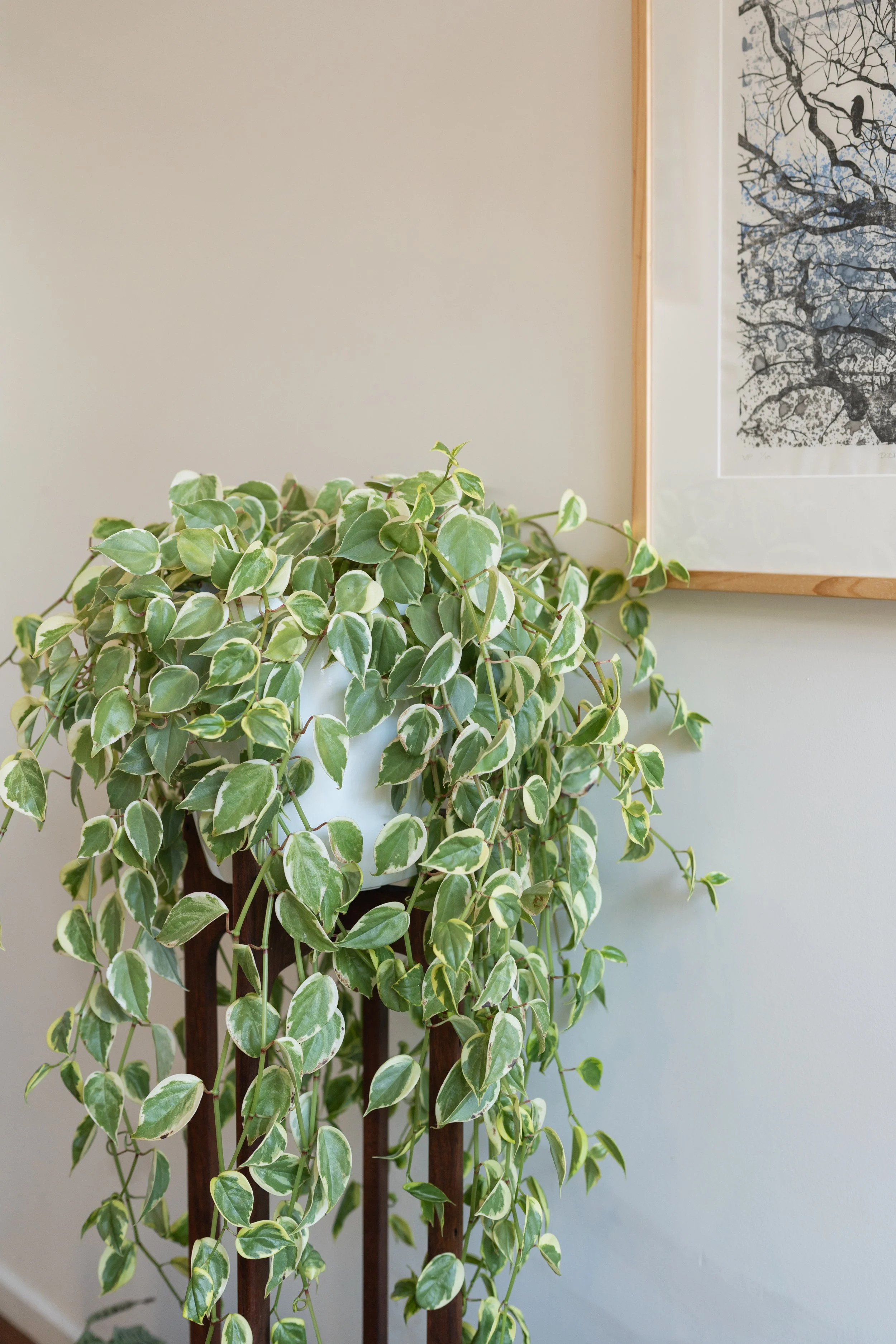 Lush indoor plant in treatment room at Four Seasons Wellness Centre Abbotsford Melbourne