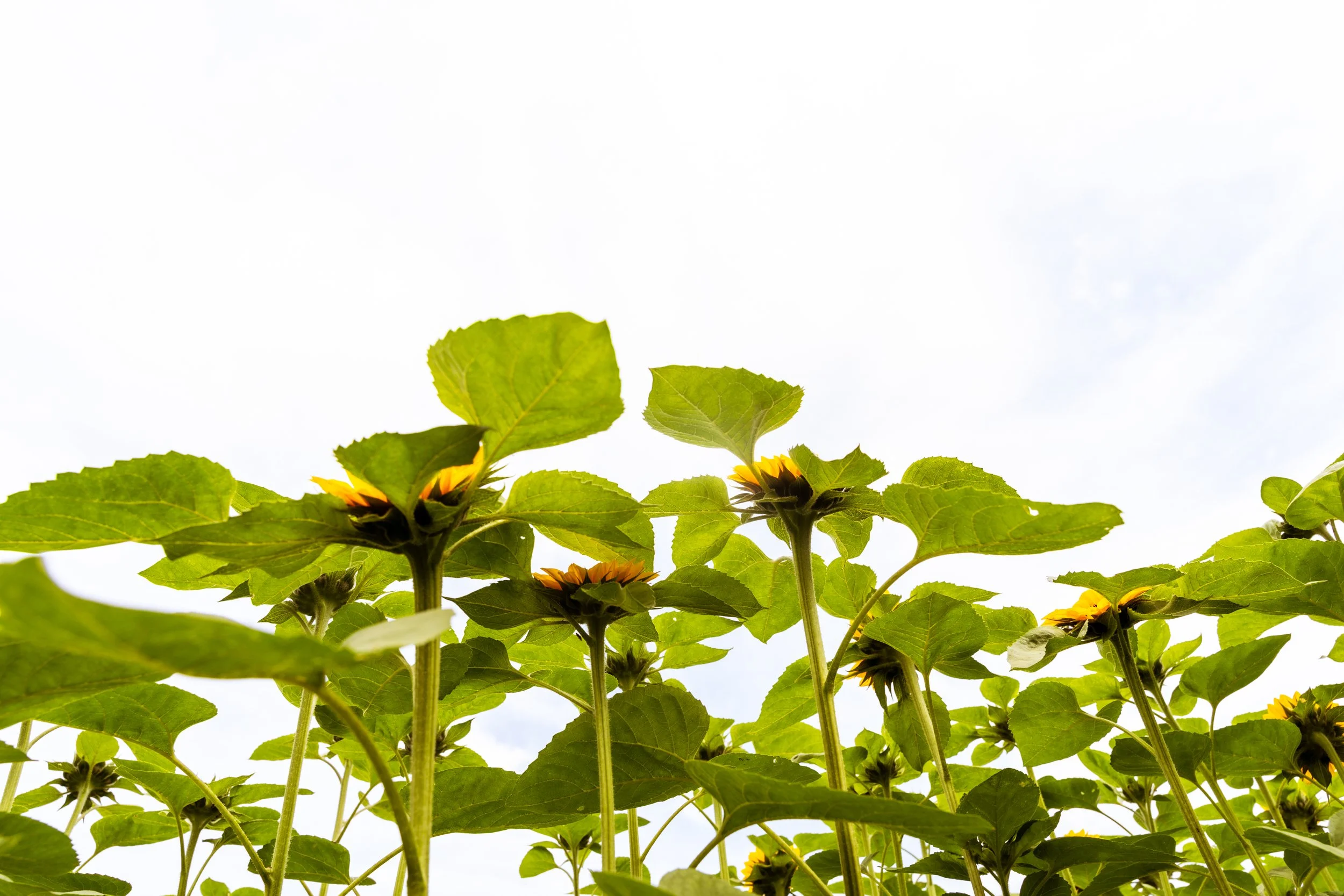 FlowerFarm-21.jpg