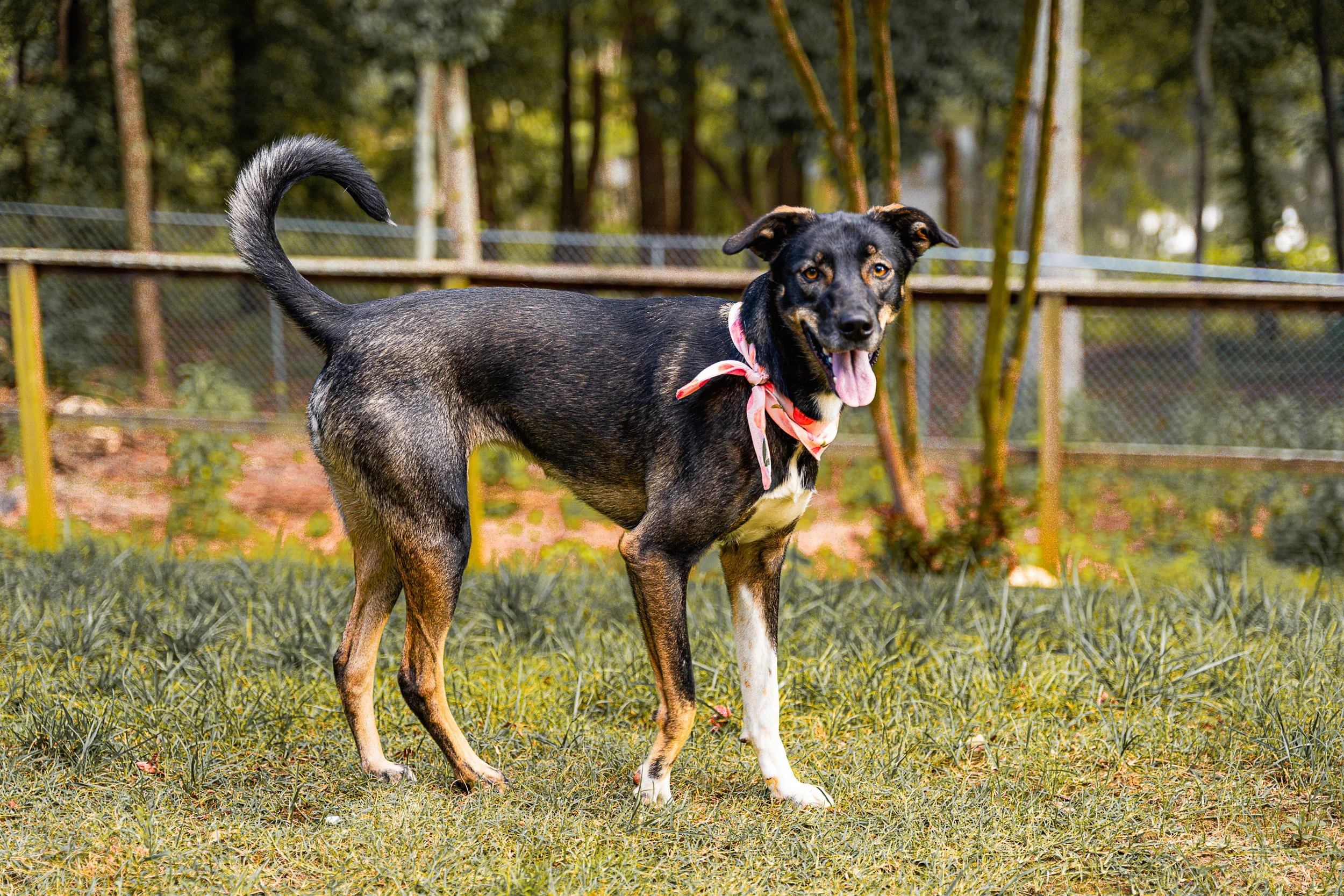 Dogs-2.jpg