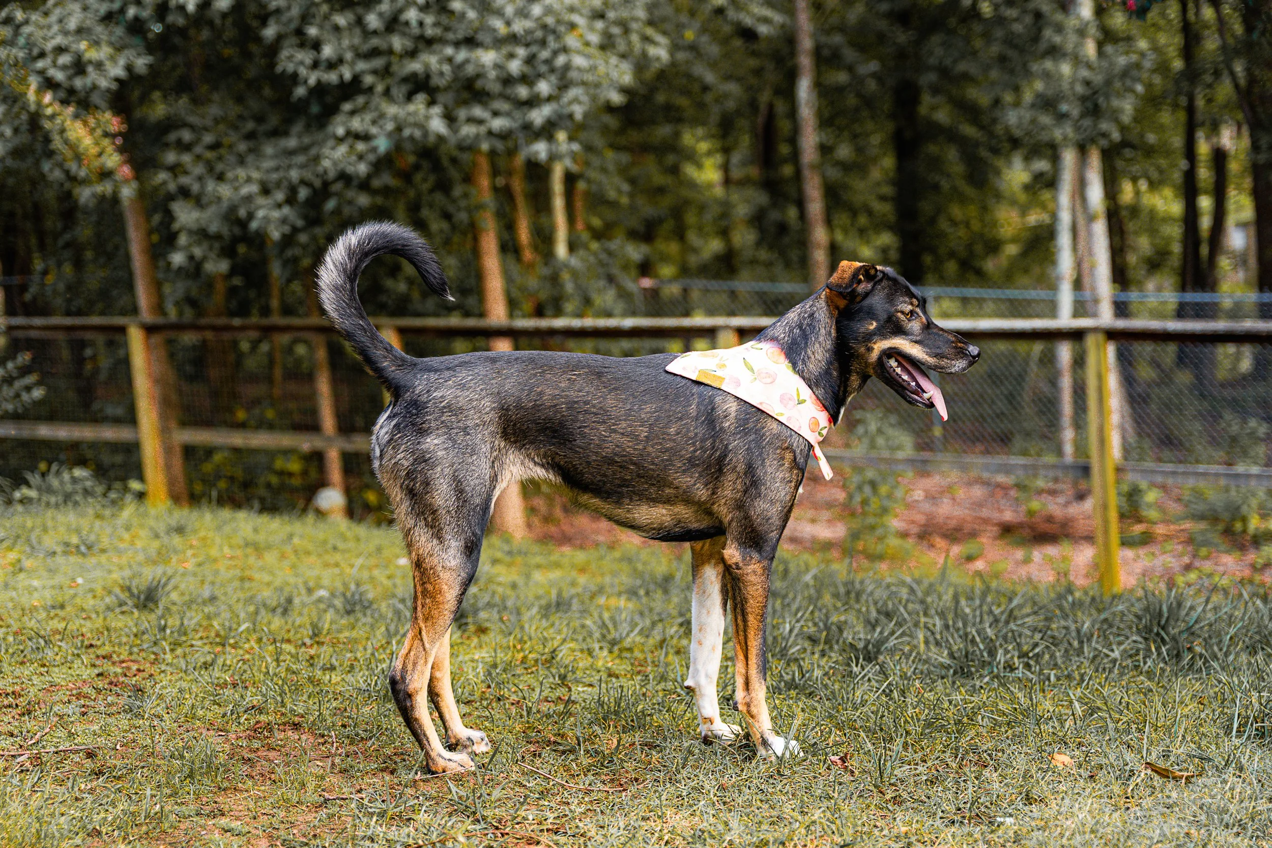 Dogs-1.jpg