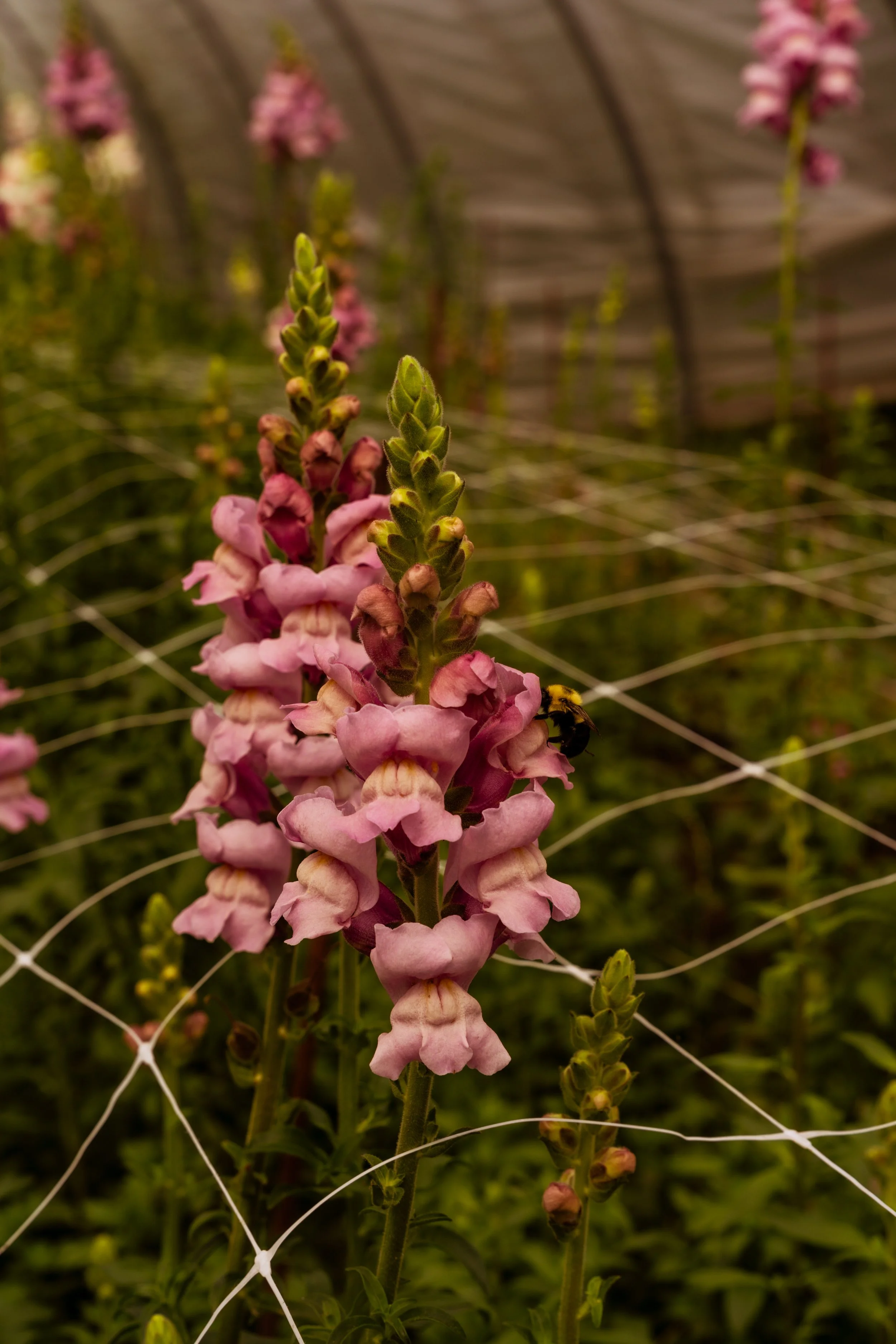 FlowerFarm-48.jpg