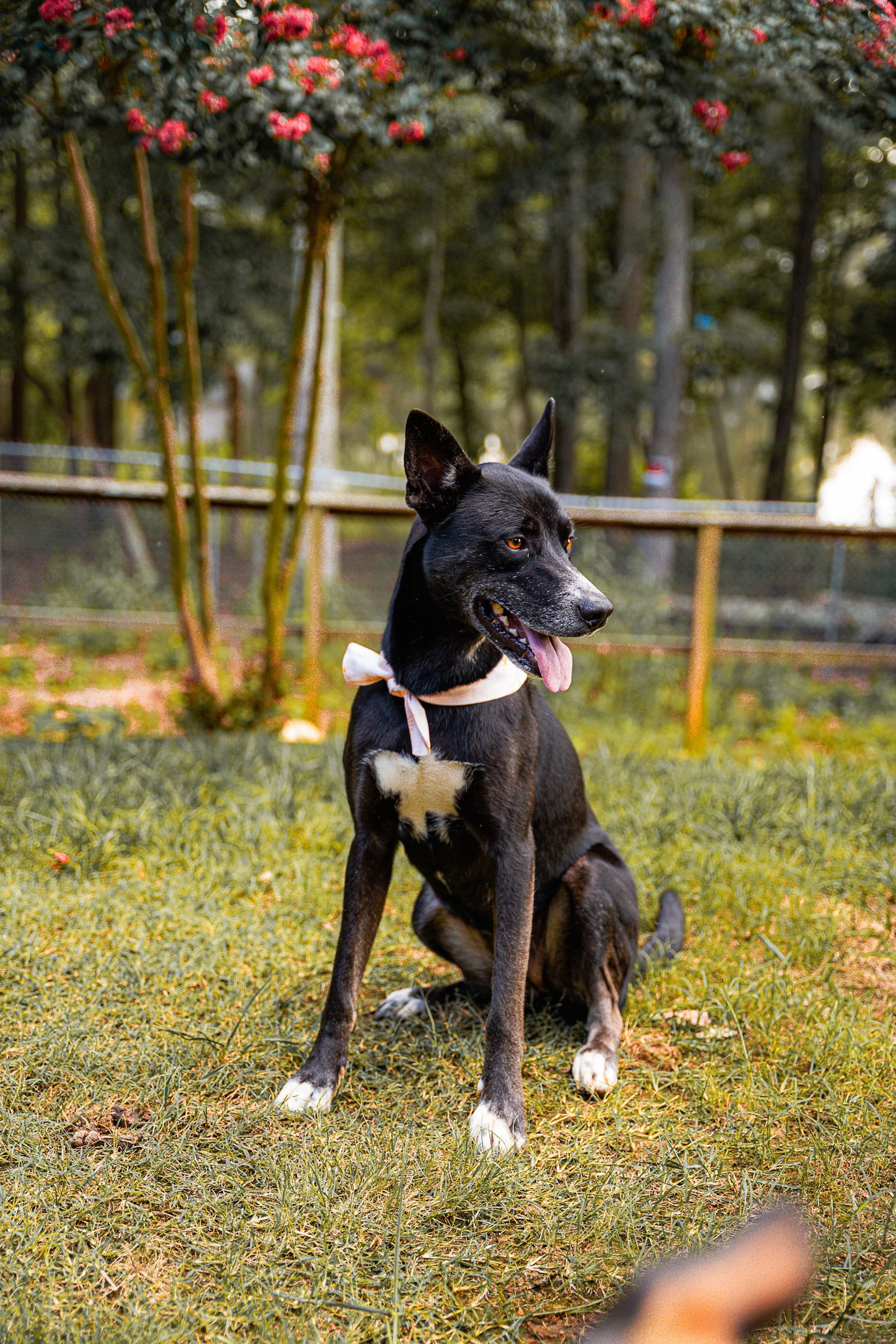 Dogs-4.jpg
