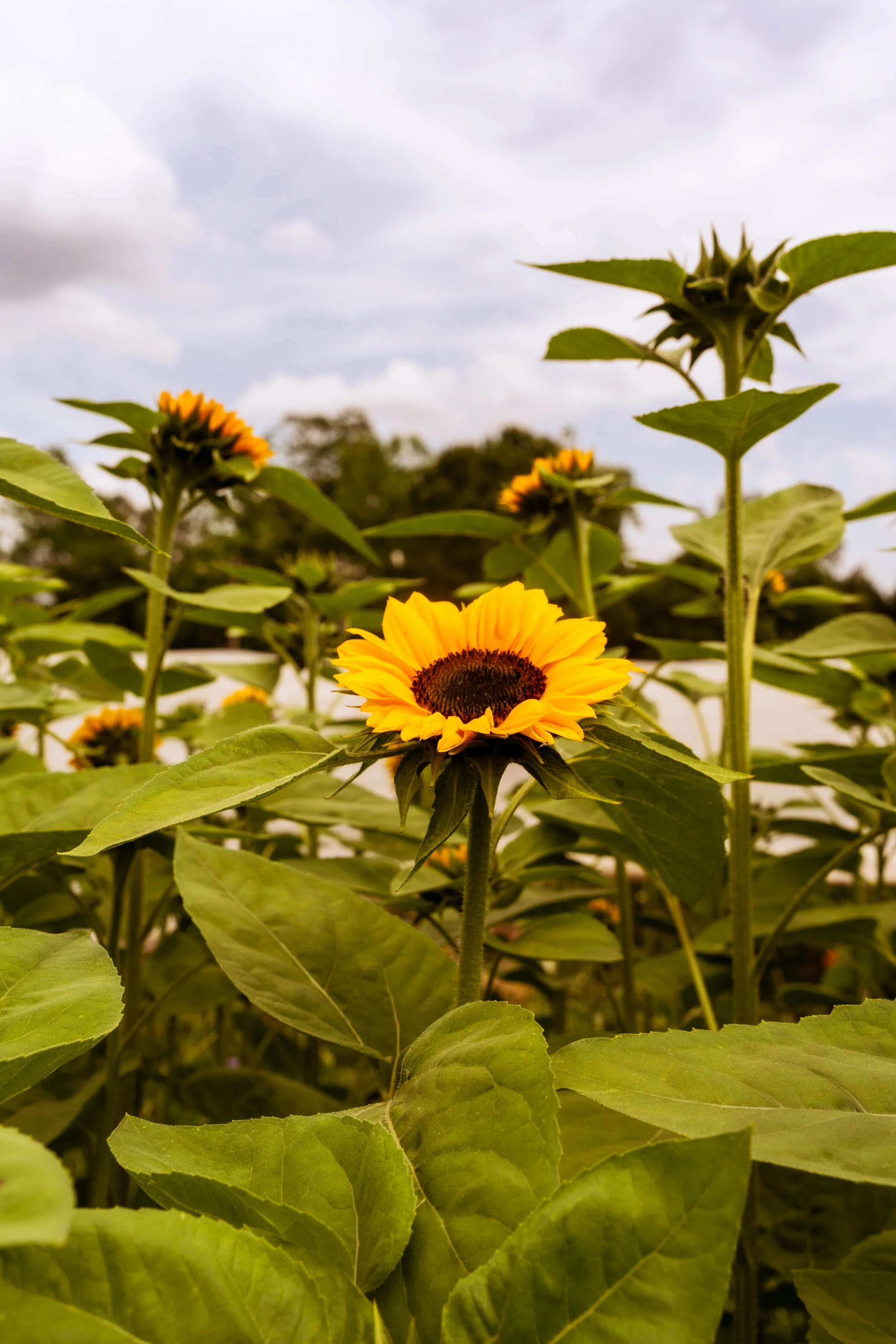 FlowerFarm-27.jpg
