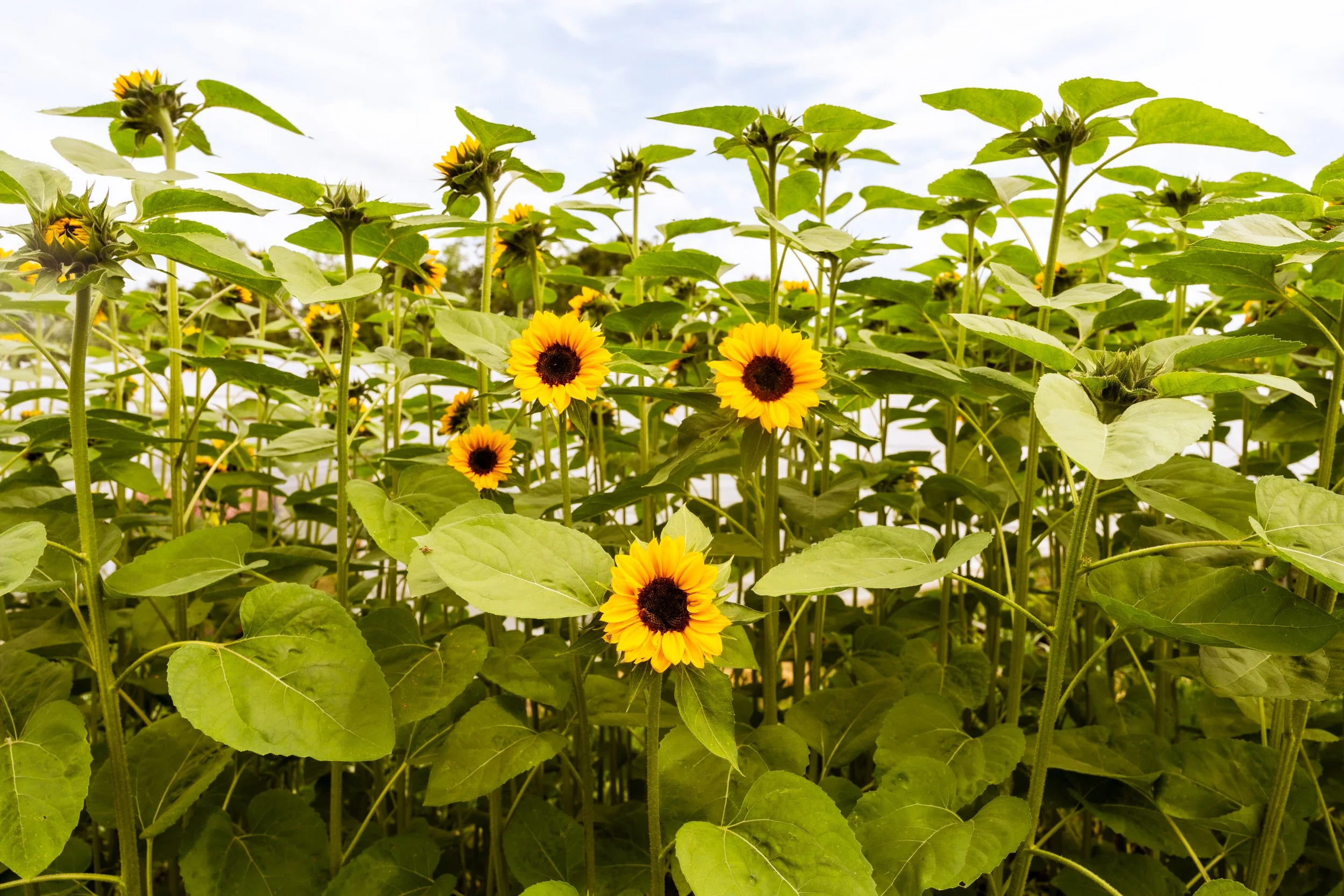 FlowerFarm-20.jpg