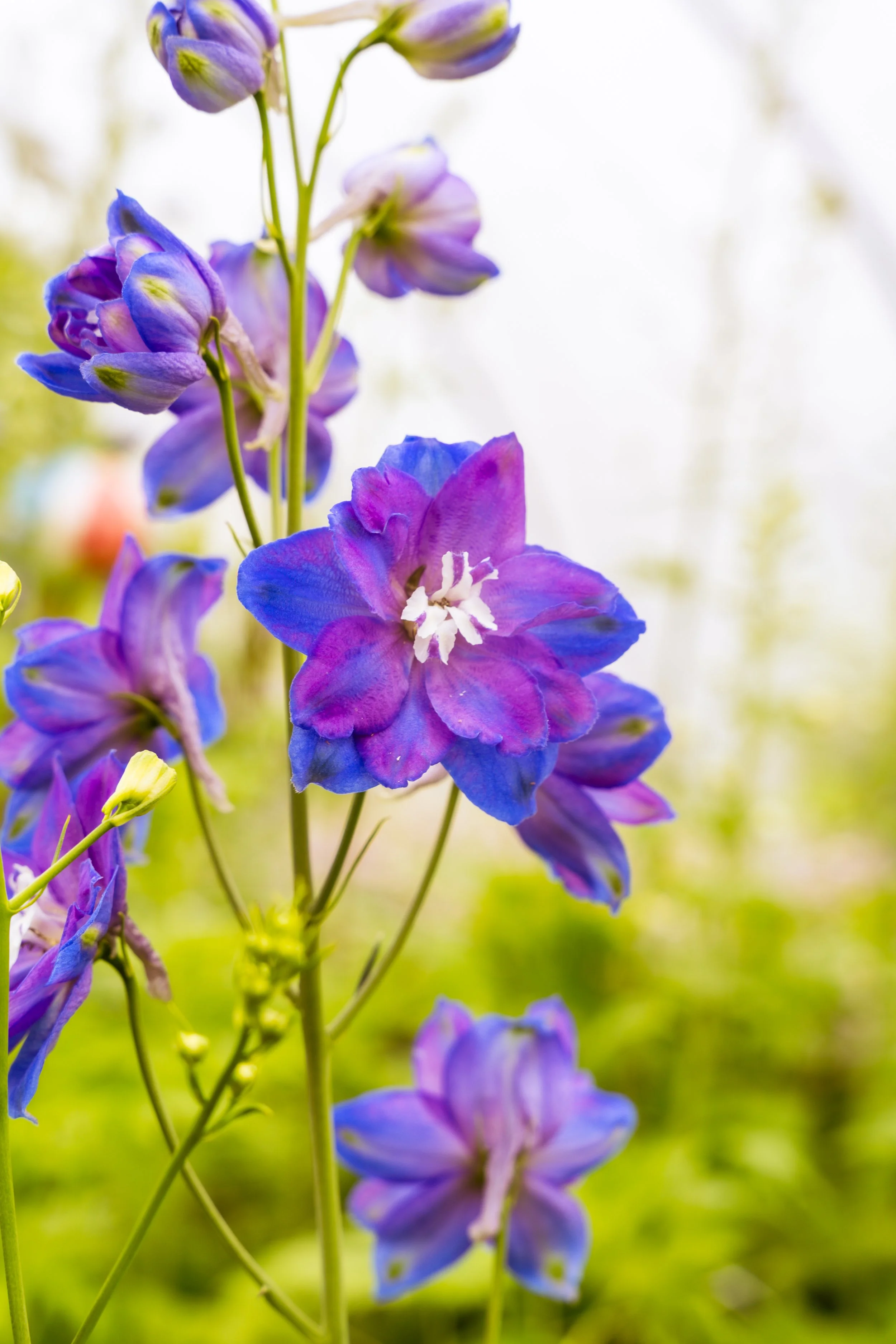 FlowerFarm-03.jpg