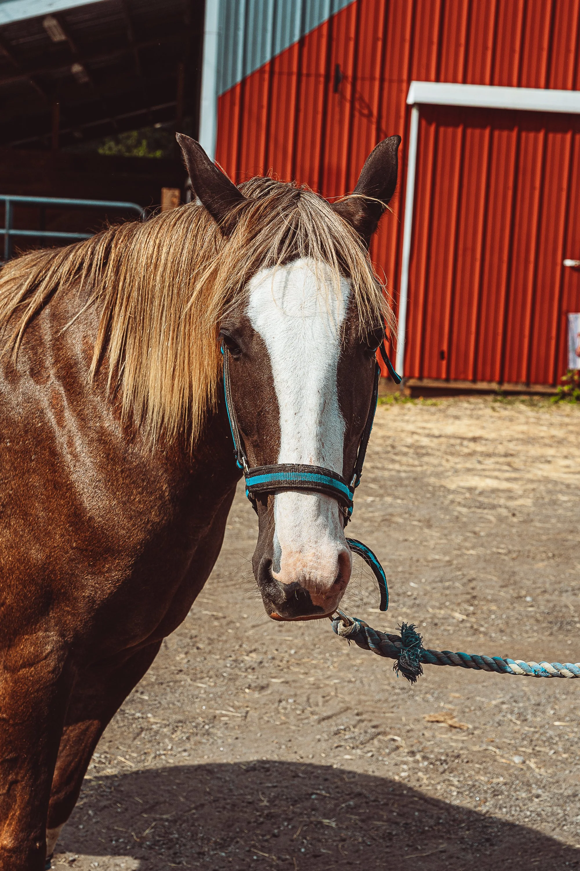 Horse Therapy-02.jpg