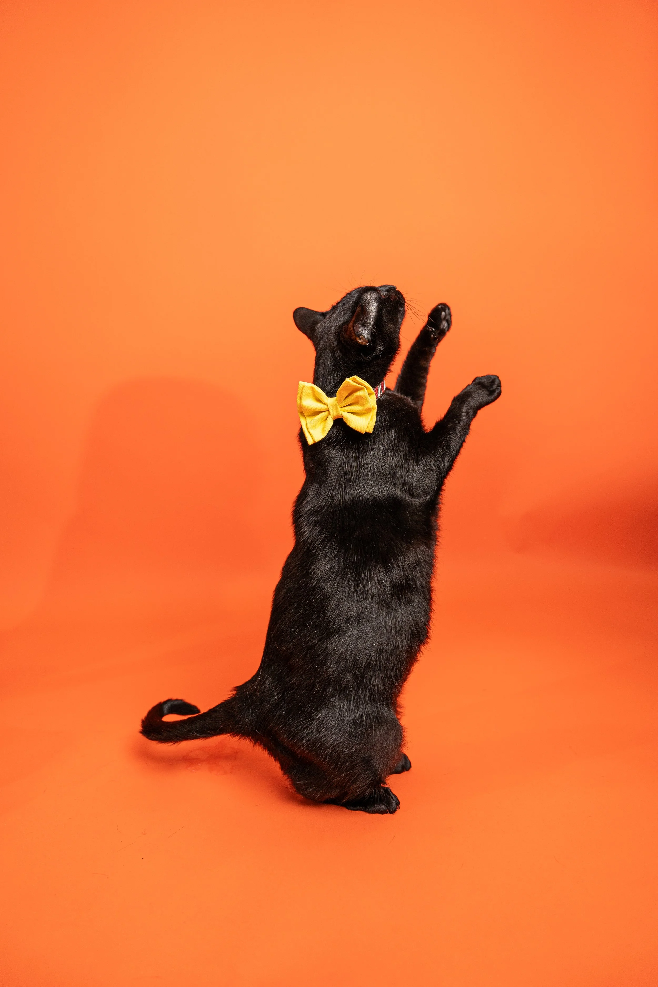 Paw Paws-38.jpg