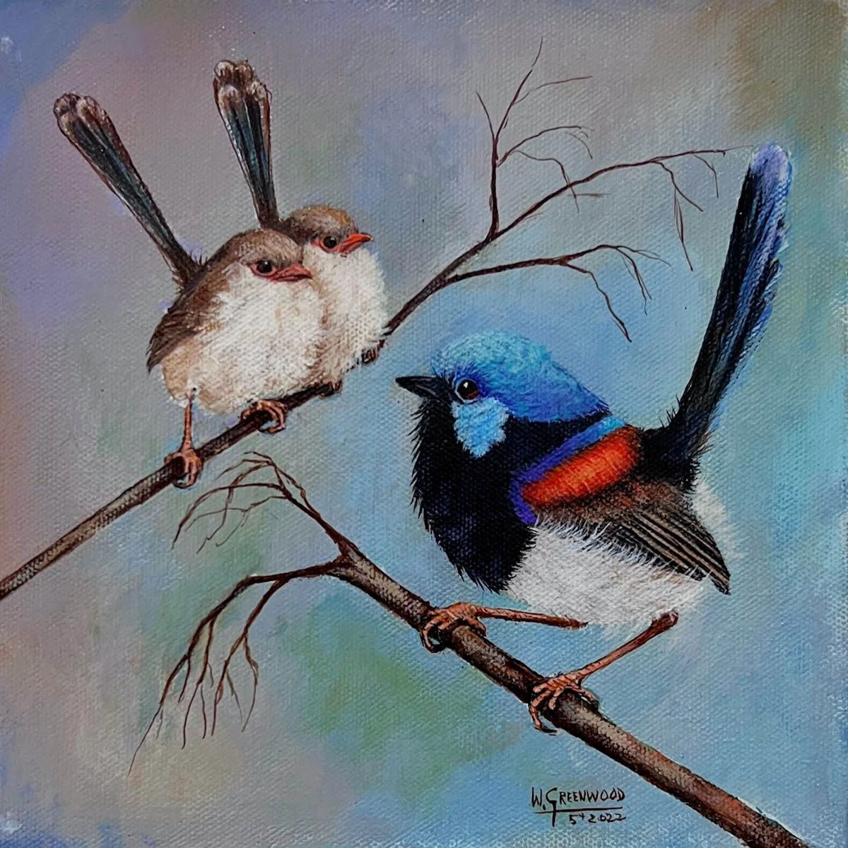 Variegated Fairy Wren