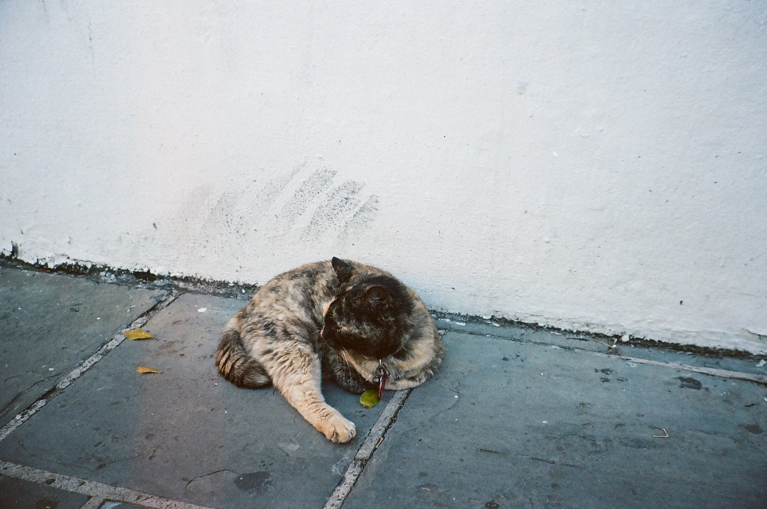 A medium-sized tabby cat lying on a sidewalk next to a white wall with a corner. The cat has a mixture of black, gray, and orange fur, with green eyes and is looking to the side, holding a green leaf in its front paws.