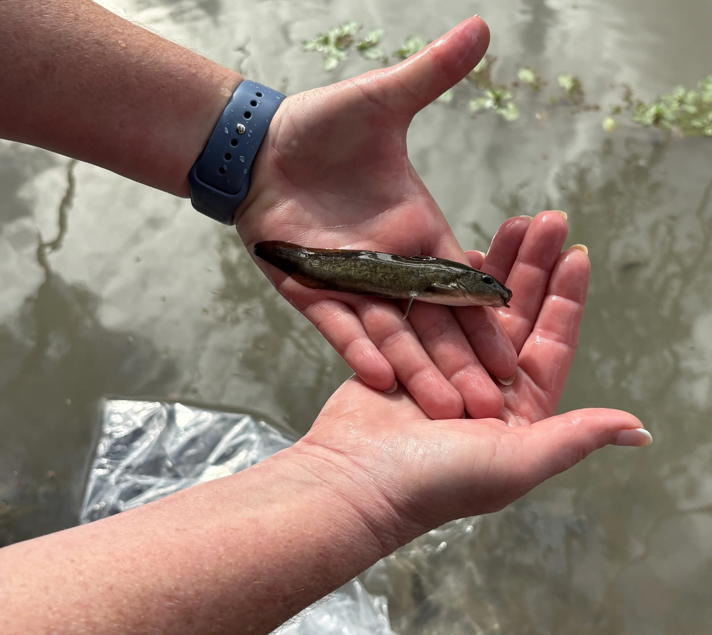 2026 Eel-tailed Catfish Release