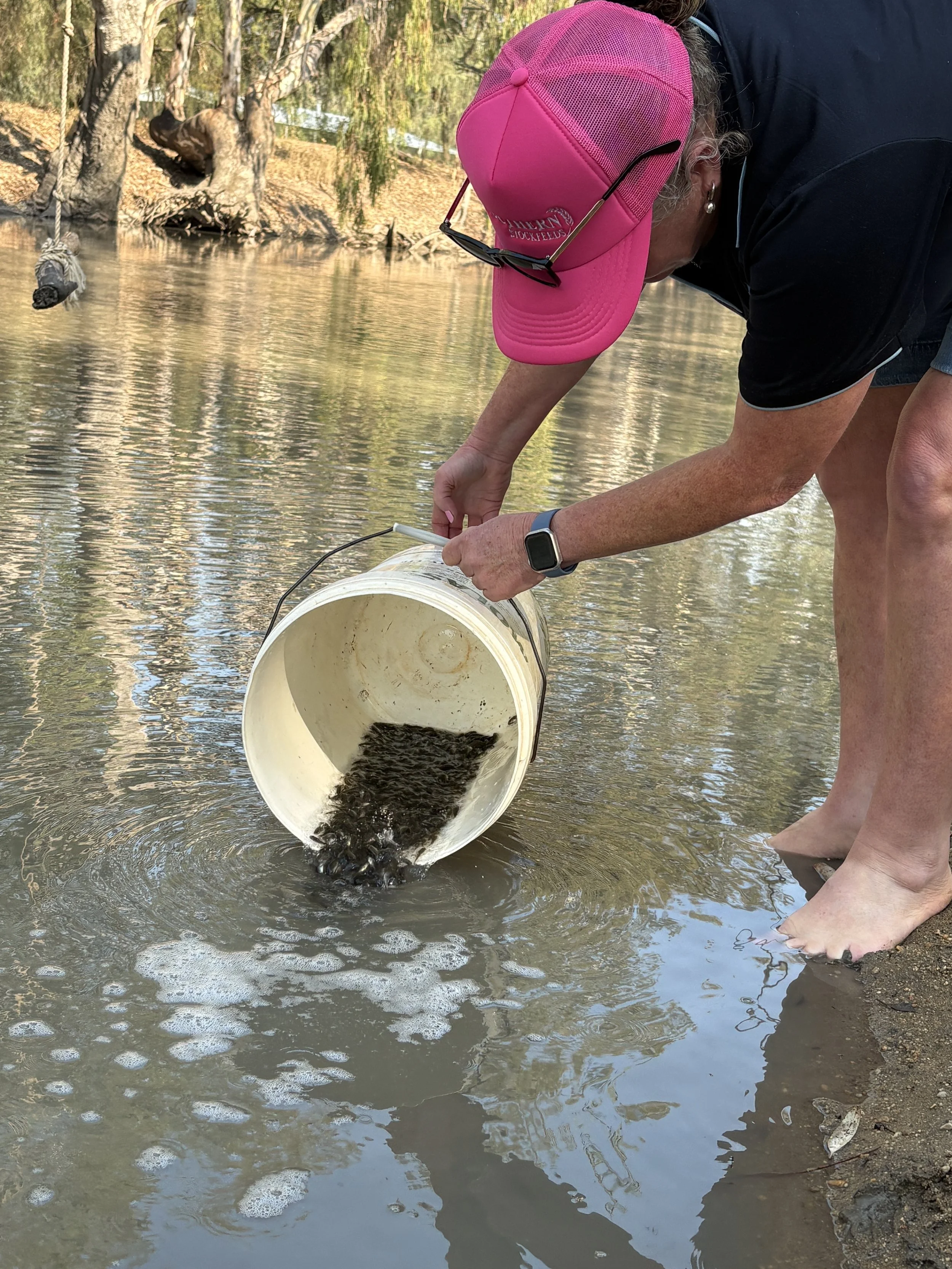 2026 Golden Perch Release