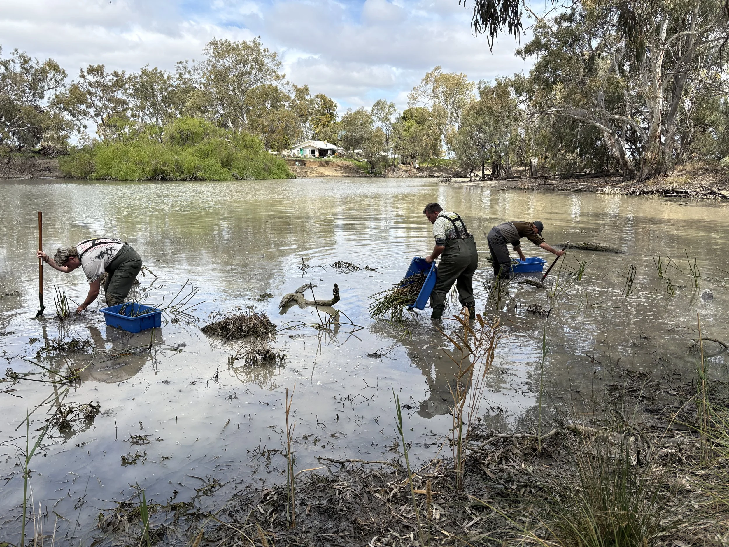 2025 Nursery to Nature: Wetland Planting for Restoration
