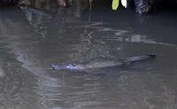 2020 Platypus in the Yanco Creek System