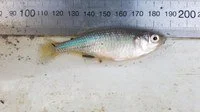 2021-22 Colombo Creek Fish Habitat Restoration Project 