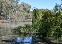 2021-22 Wind in the Willows - Improving the Health of Colombo Creek