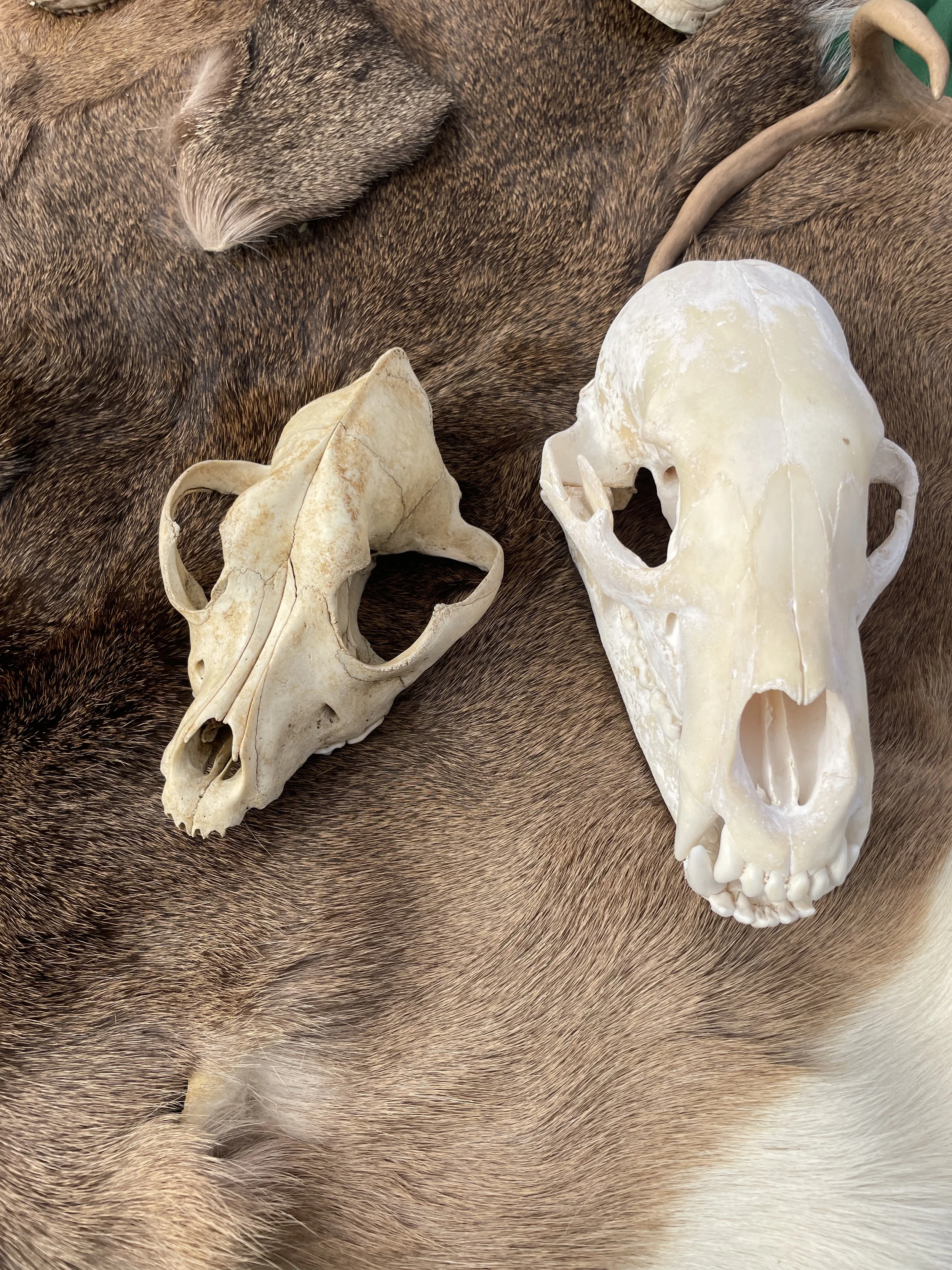 Two animal skulls placed on a fur surface.