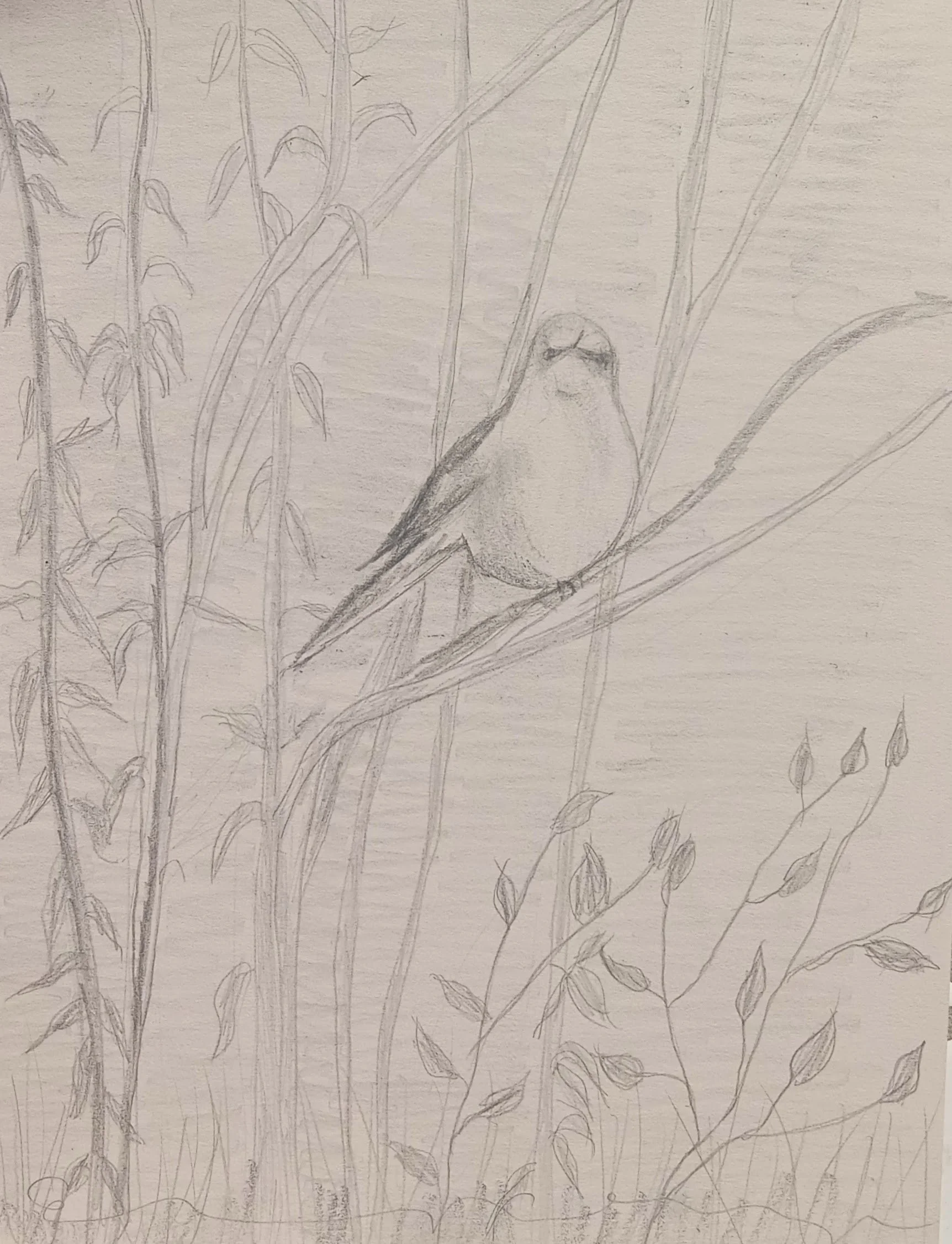 Moking Bird