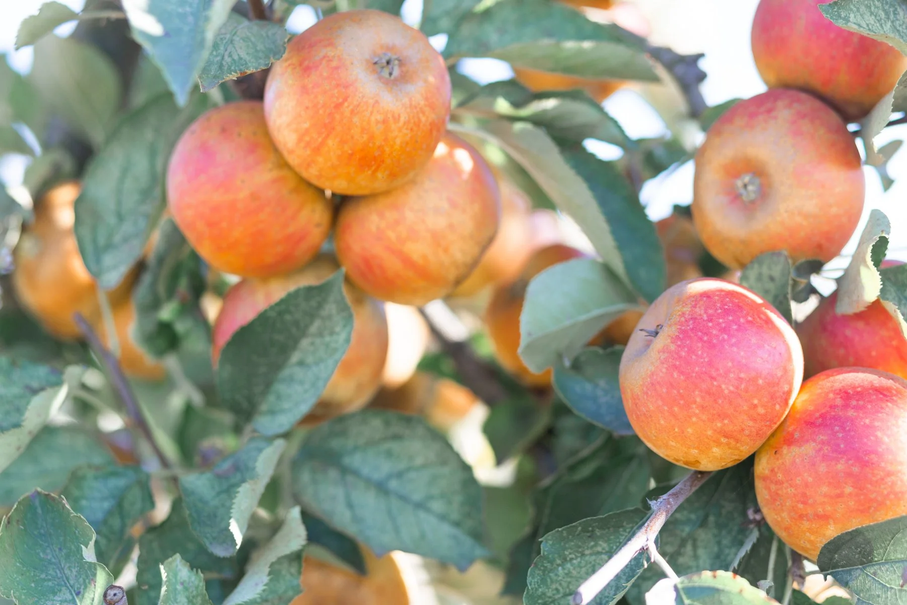 apples in orchard in fall lifestyle photos