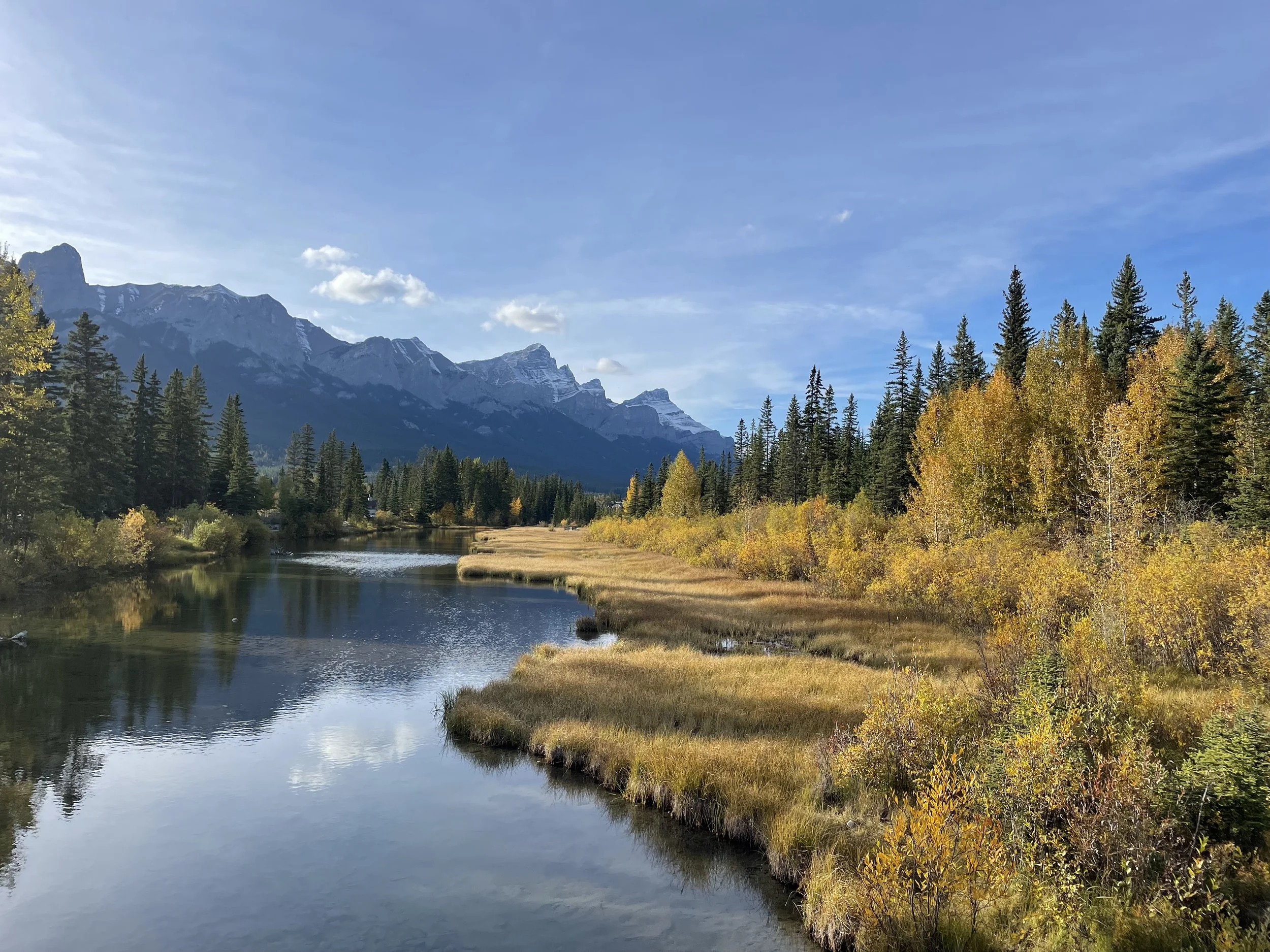 A serene mountain landscape with the calm Bow river running through grassy wetlands in Canmore, surrounded by dense forest of pine and deciduous trees displaying fall colors, with mountains in the background under a partly cloudy sky.