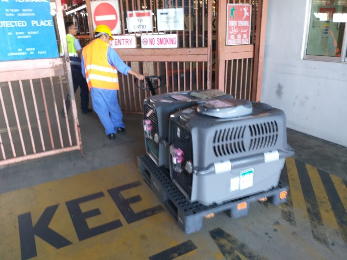 HANDLING/DELIVERY OF LIVE ANIMALS