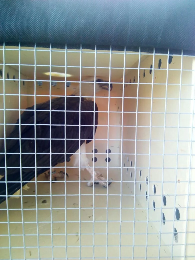 Live Animal-Eagle.jpeg