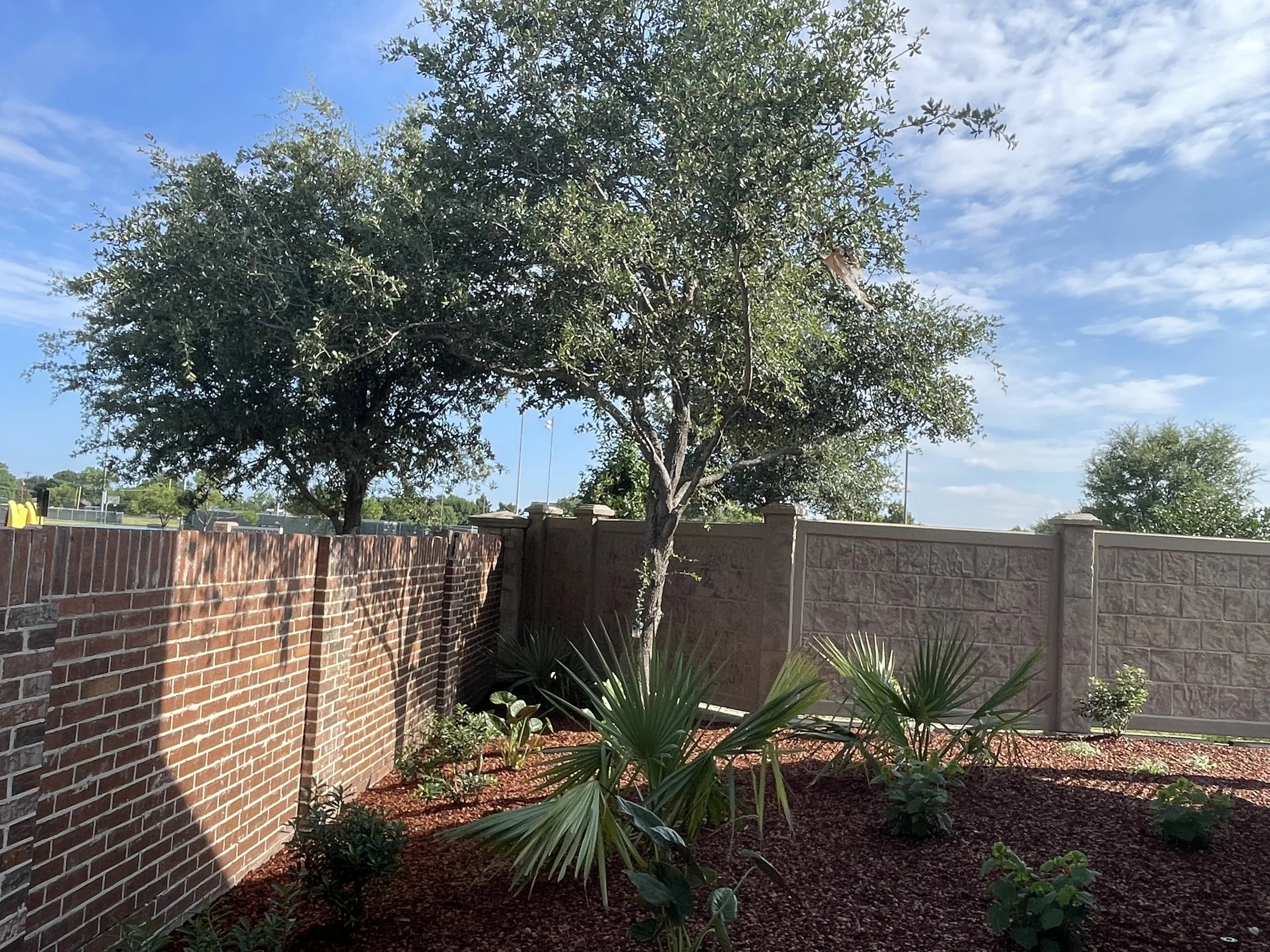 A backyard with a red brick wall on the left and a tan vinyl fence on the right, with a large tree in the center, small plants and shrubs with mulch at the base, under a blue sky with some clouds.