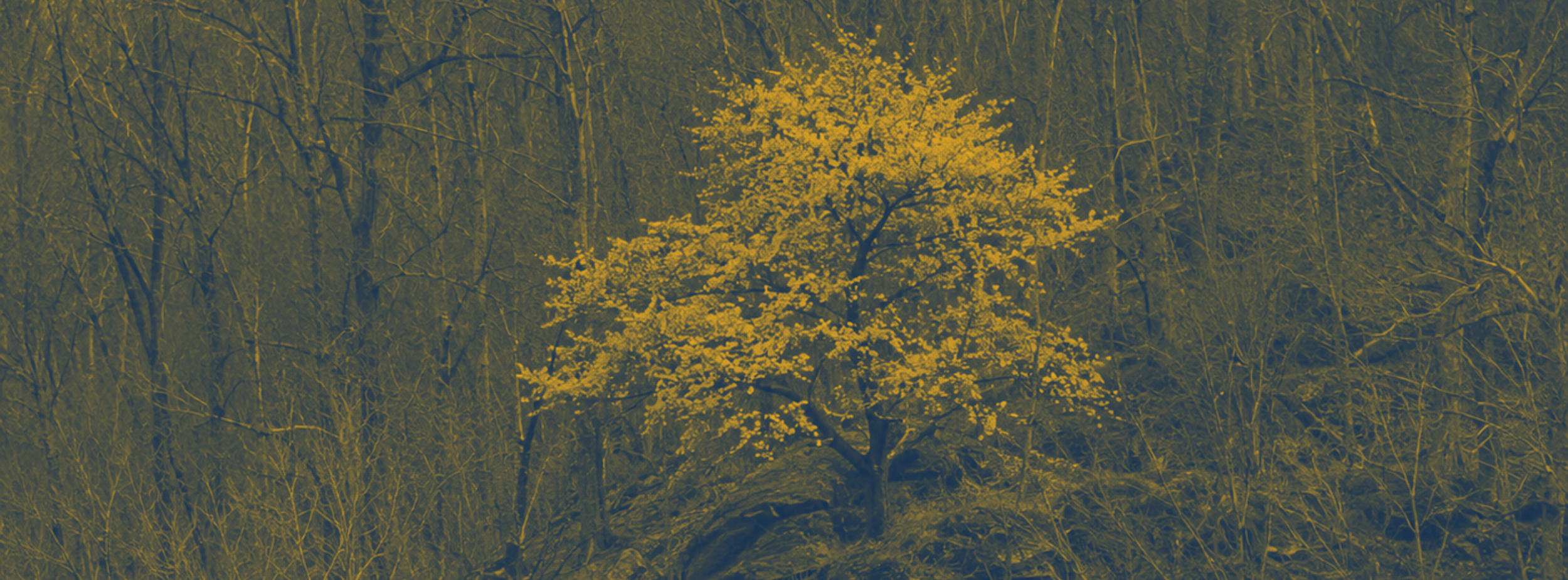 One Lone Dogwood: Be the One