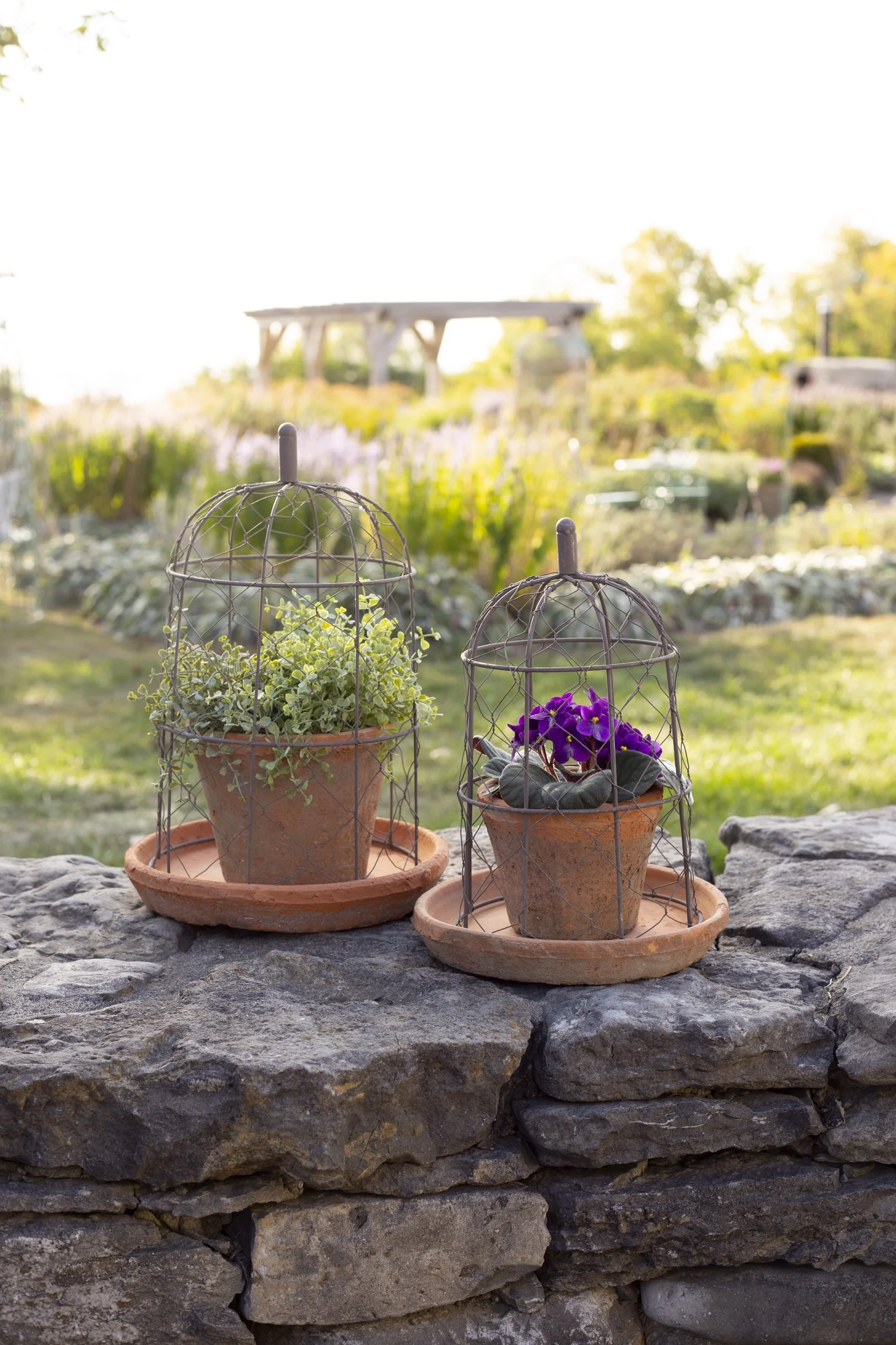 Plant Cages & Terracotta Pots Cressy House-7.jpg
