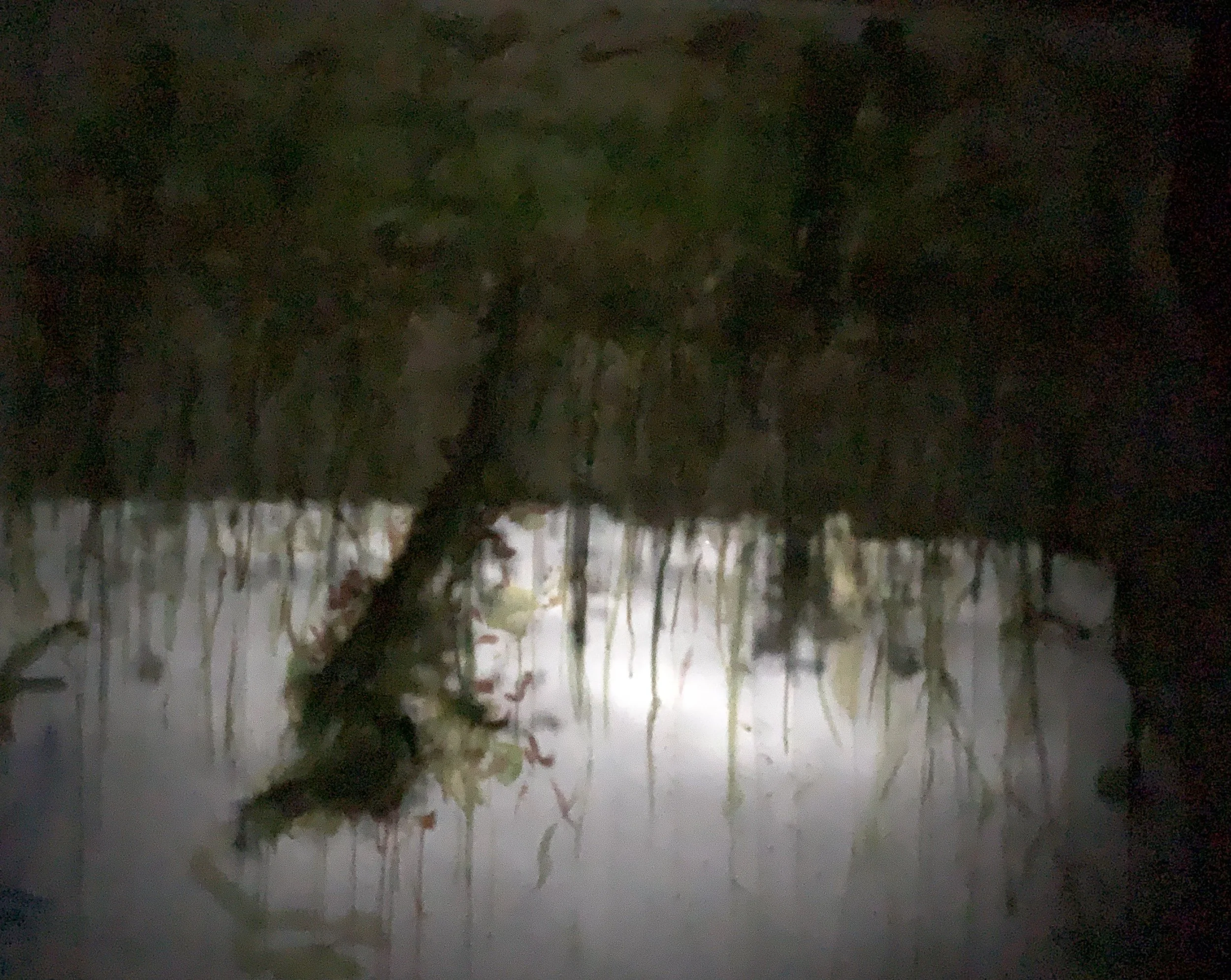 'Grow Tree, Do', 2024, 60.96 x 106.68cm, Digital Print $400 