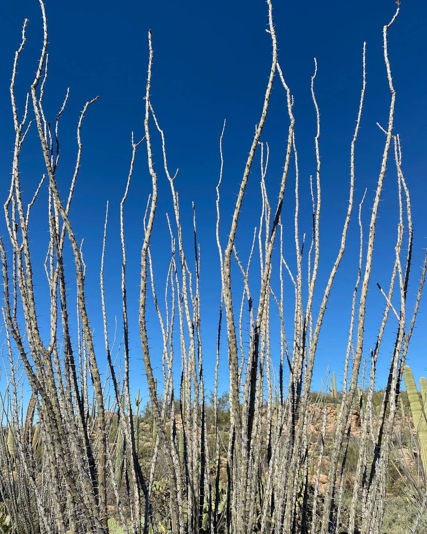 Ocotillo is my favorite desert plant: sculptural form, ever-changing color palettes of brown and green and vermillion, and an often misunderstood identity.