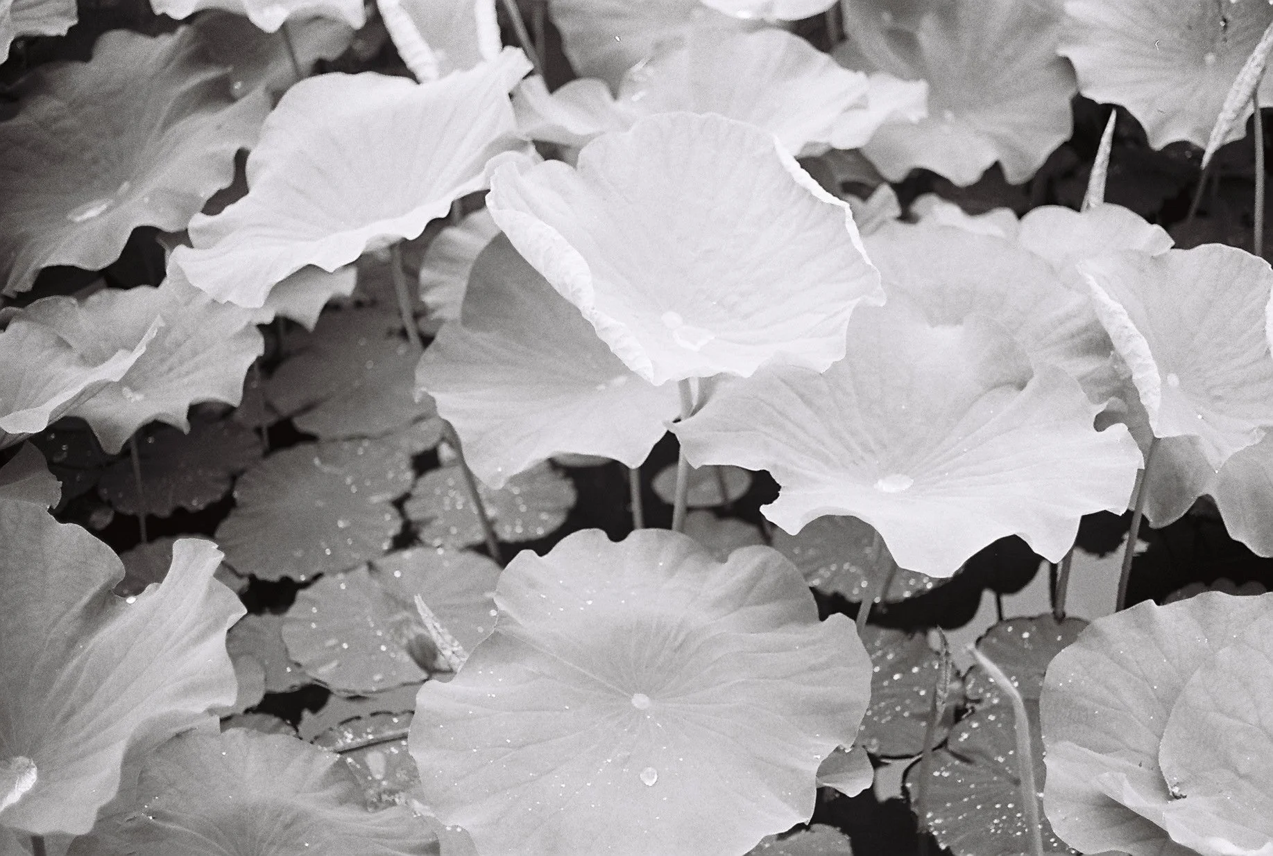 Black and white photo of large, overlapping leaves with water droplets on their surfaces.