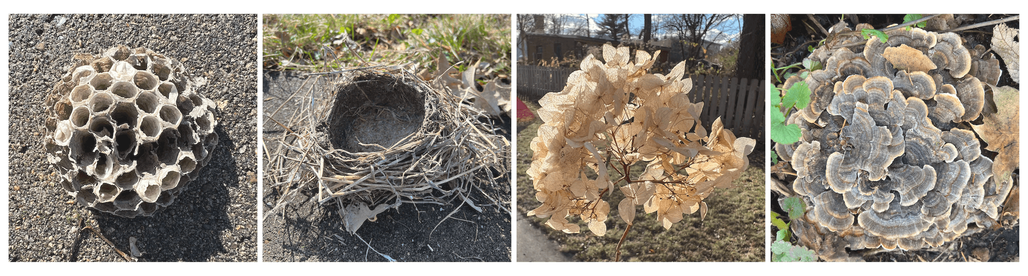 Four images showing different natural elements: a wasp nest on the ground, an empty bird nest in dry grass, a cluster of dried hydrangea flowers, and turkey tail mushrooms growing on a tree trunk.