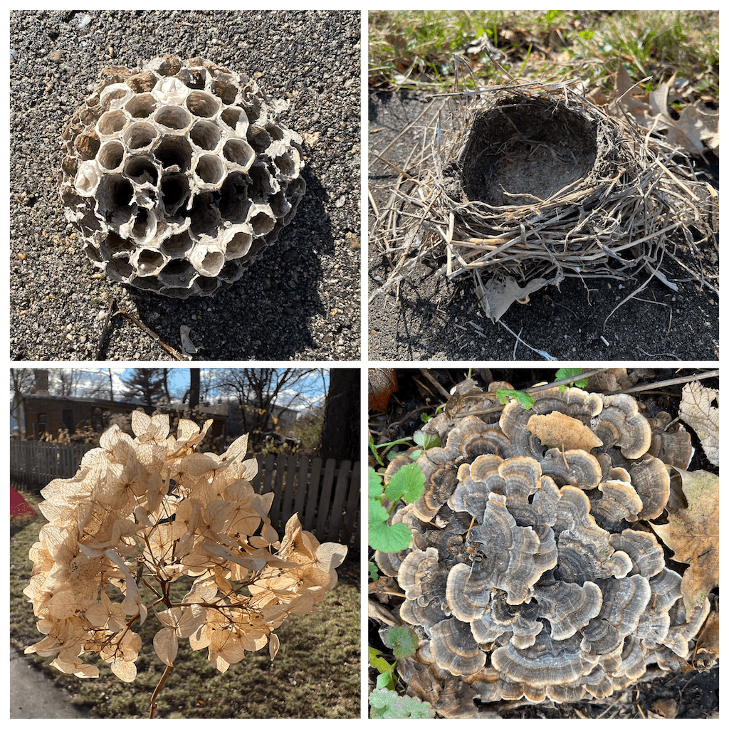 Four images showing different natural elements: a wasp nest on the ground, an empty bird nest in dry grass, a cluster of dried hydrangea flowers, and turkey tail mushrooms growing on a tree trunk.