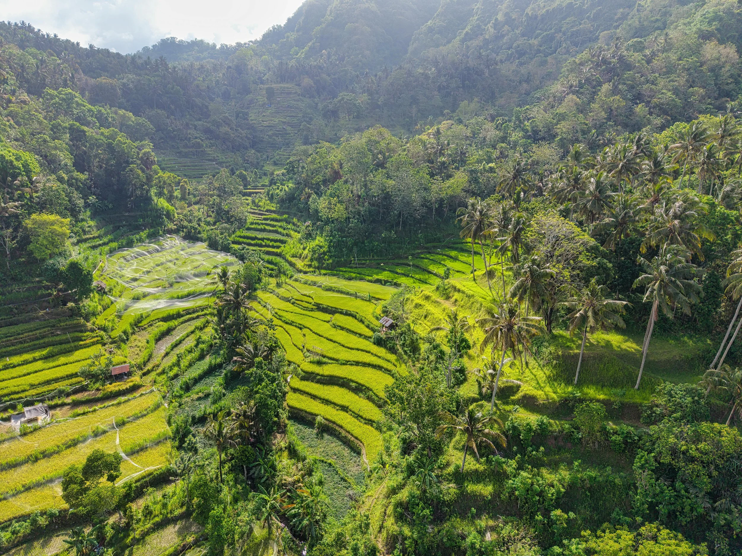 Aerial view of lush green terraced rice fields surrounded by dense tropical forest on hills and mountains.