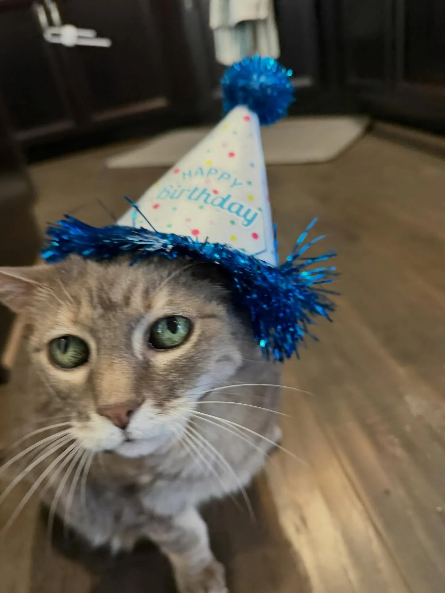 Mr. Sushi cat turned 19 years old yesterday. He&rsquo;s already out-lived his cancer diagnosis by 2 years. I remember when I first brought him home as a kitten. His intolerance of funny hats is still zilch, as evident by the blurry photos. 😅
