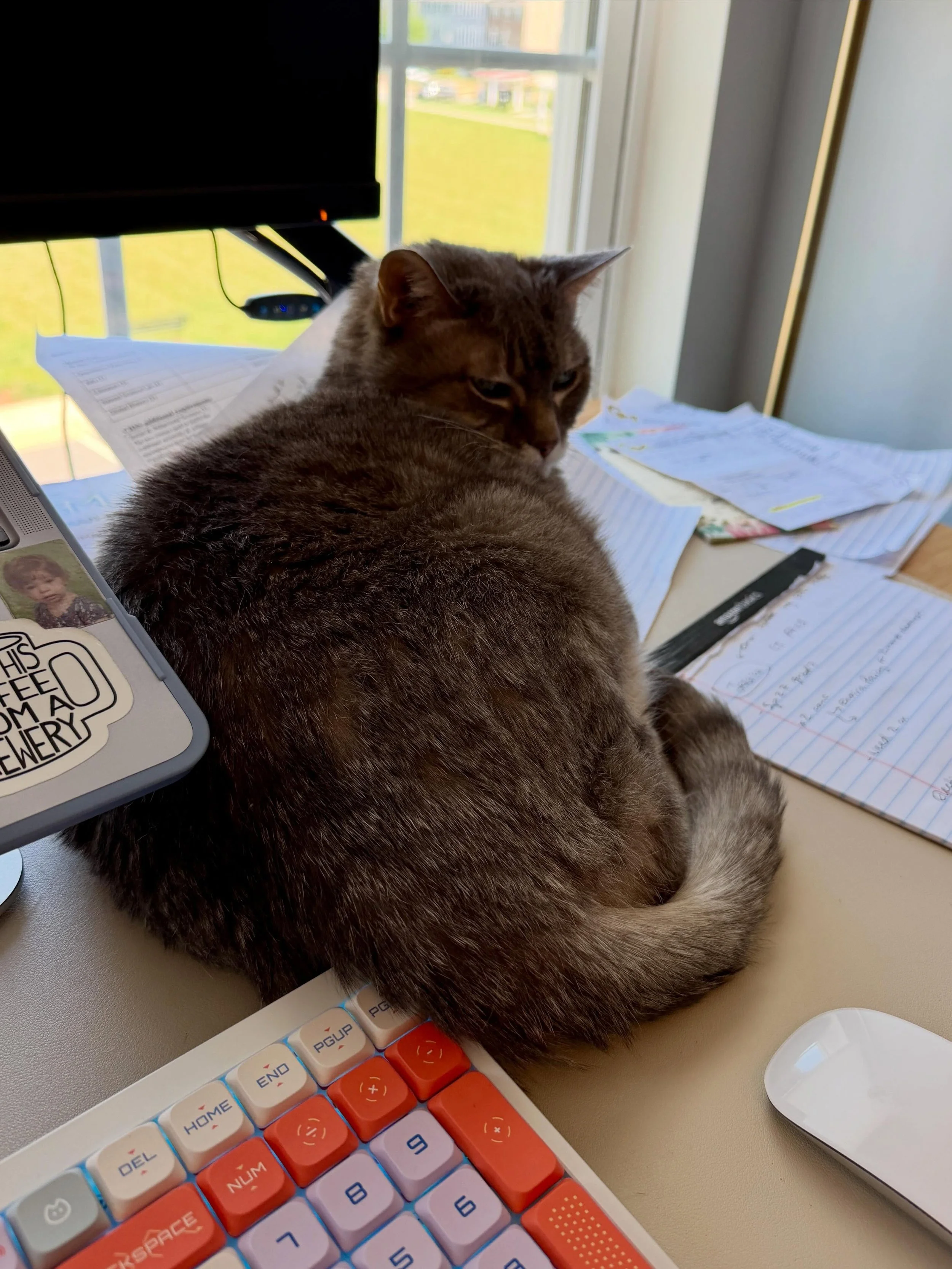 Excuse me, but you must look at my cat. He demands attention. It doesn&rsquo;t matter if you&rsquo;re actively advising a college student and trying to take notes. Or that your desk is already a cluttered mess. He demands pet-pets, and at his old age