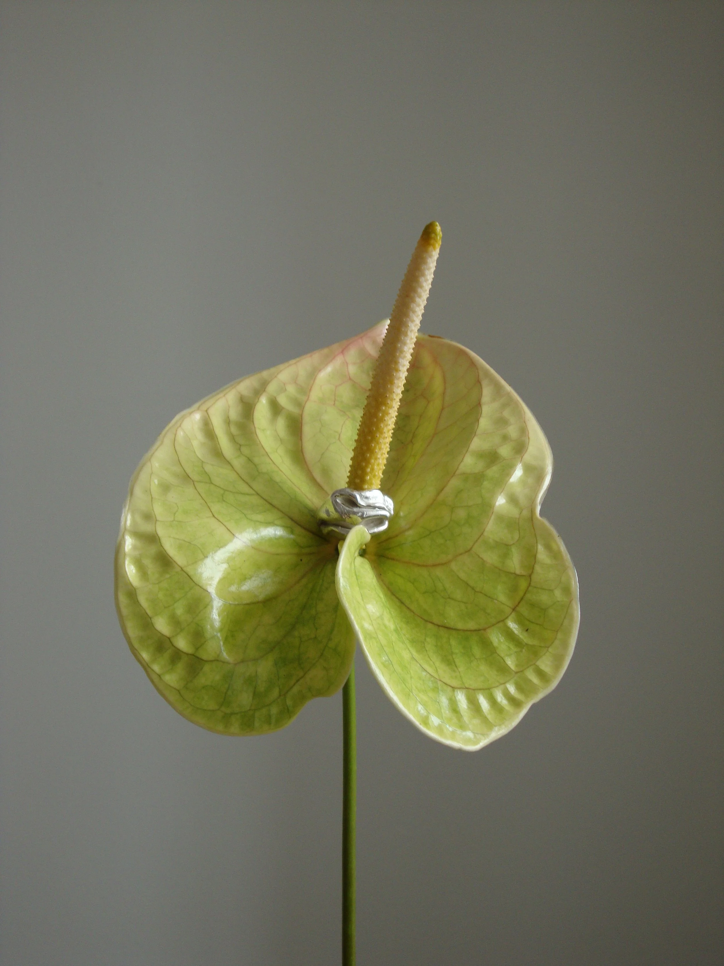 An anthurium flower with a large, green, heart-shaped spathe and a tall, pale yellow spadix. The spathe has red veins and a shiny surface. The flower is decorated with a silver ring around the base of the spadix. The background is neutral gray.