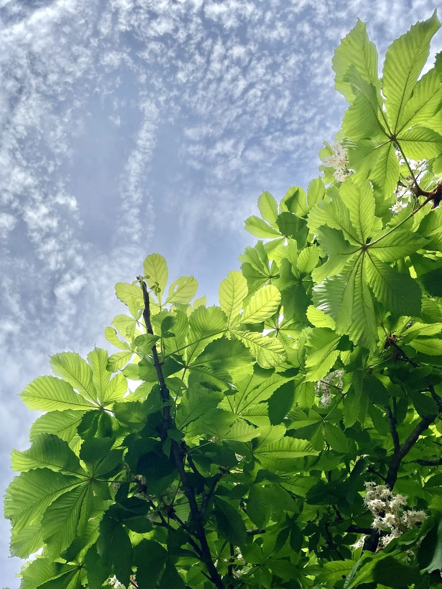 IMG_9307.JPEG