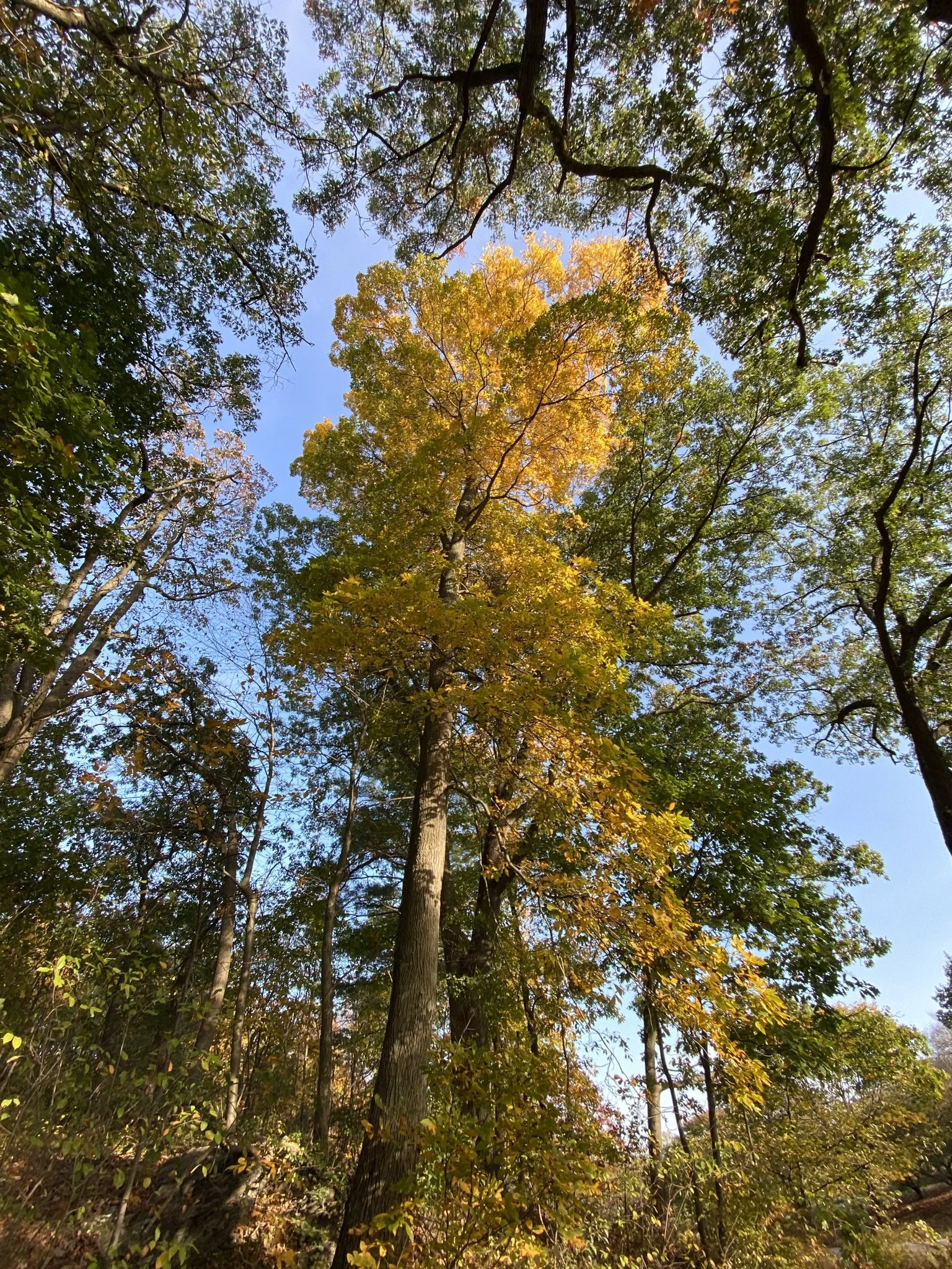 IMG_3015.JPEG