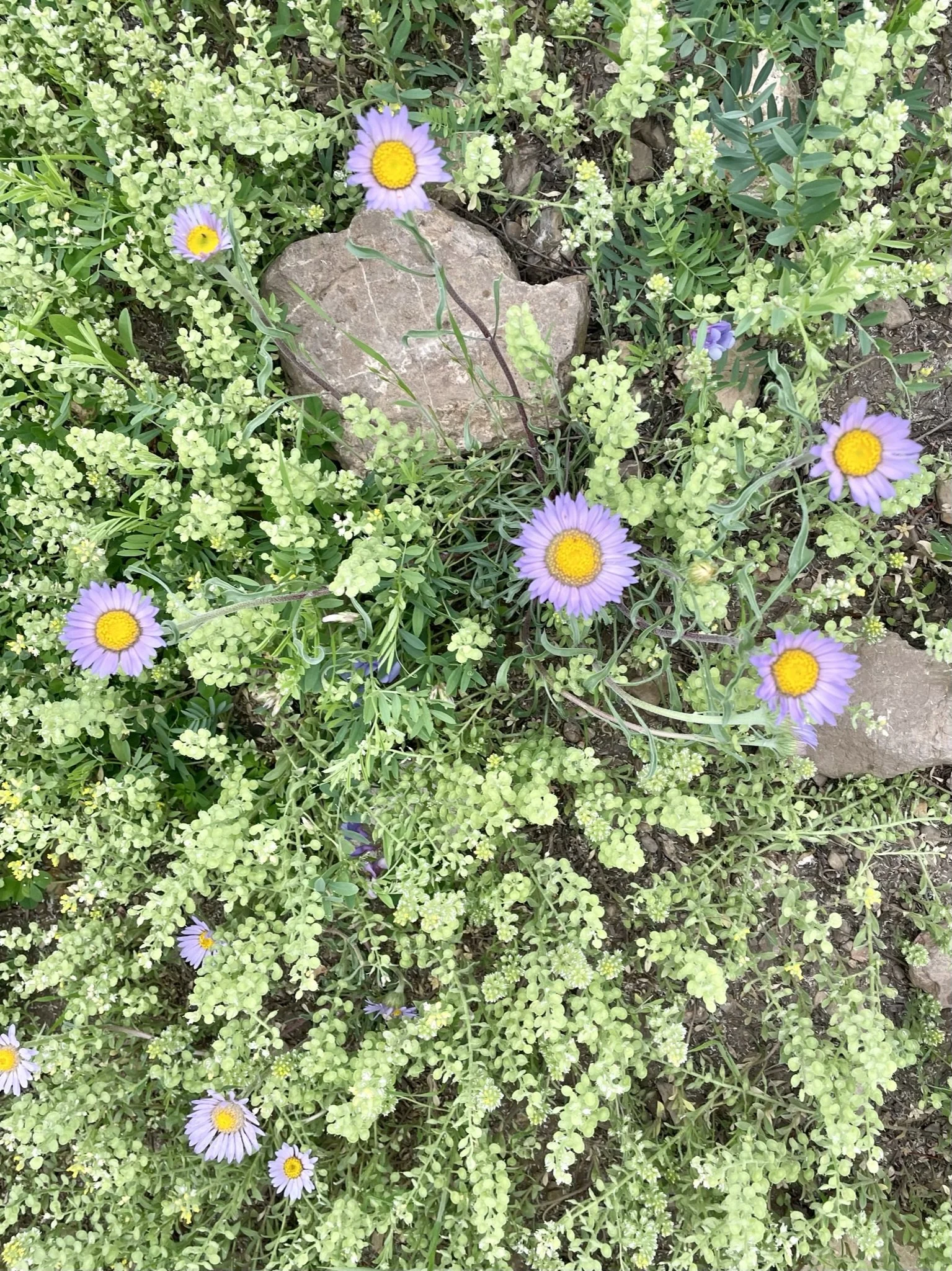 IMG_8053.JPEG
