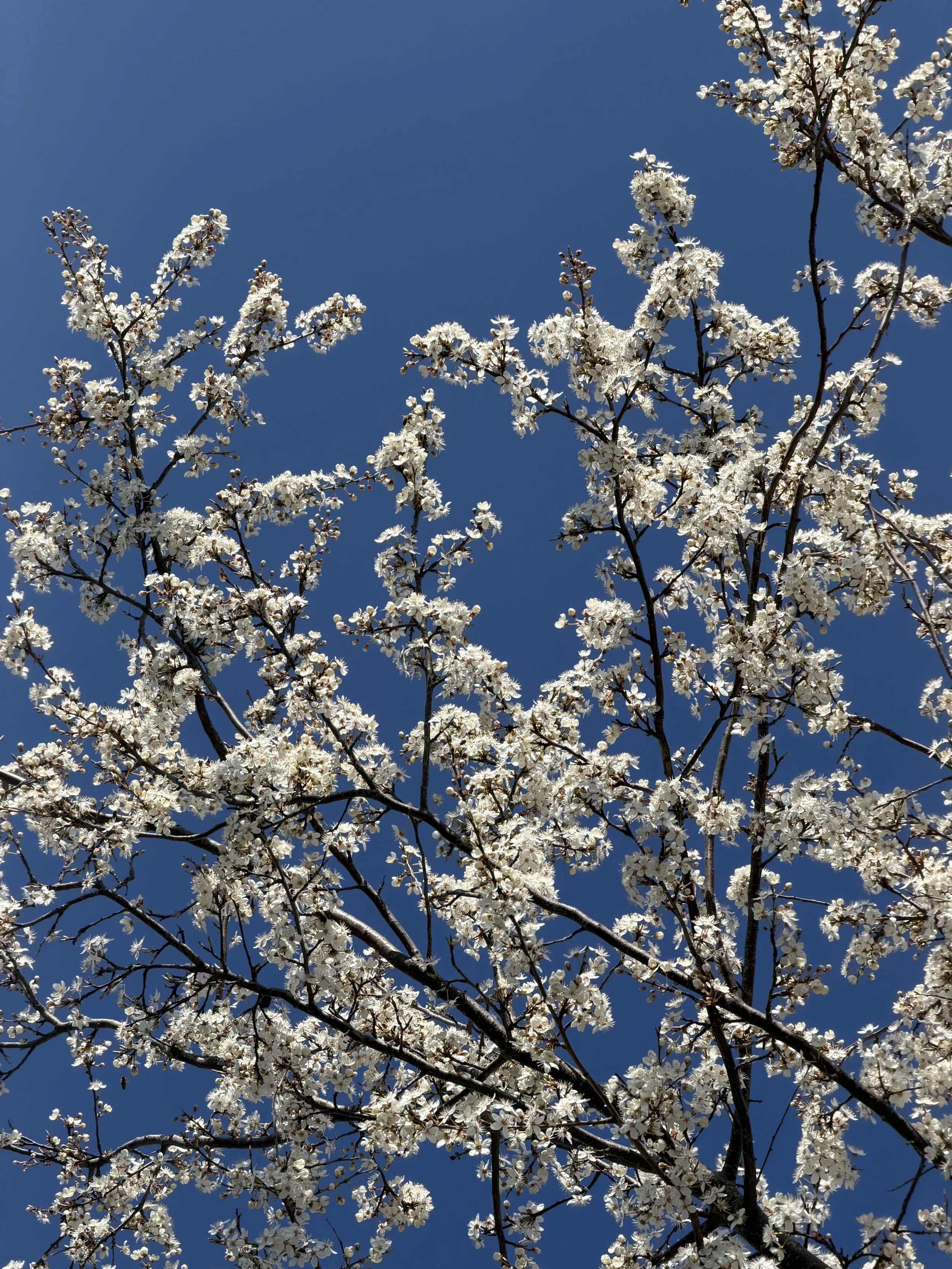White flowers against a blue background closer by