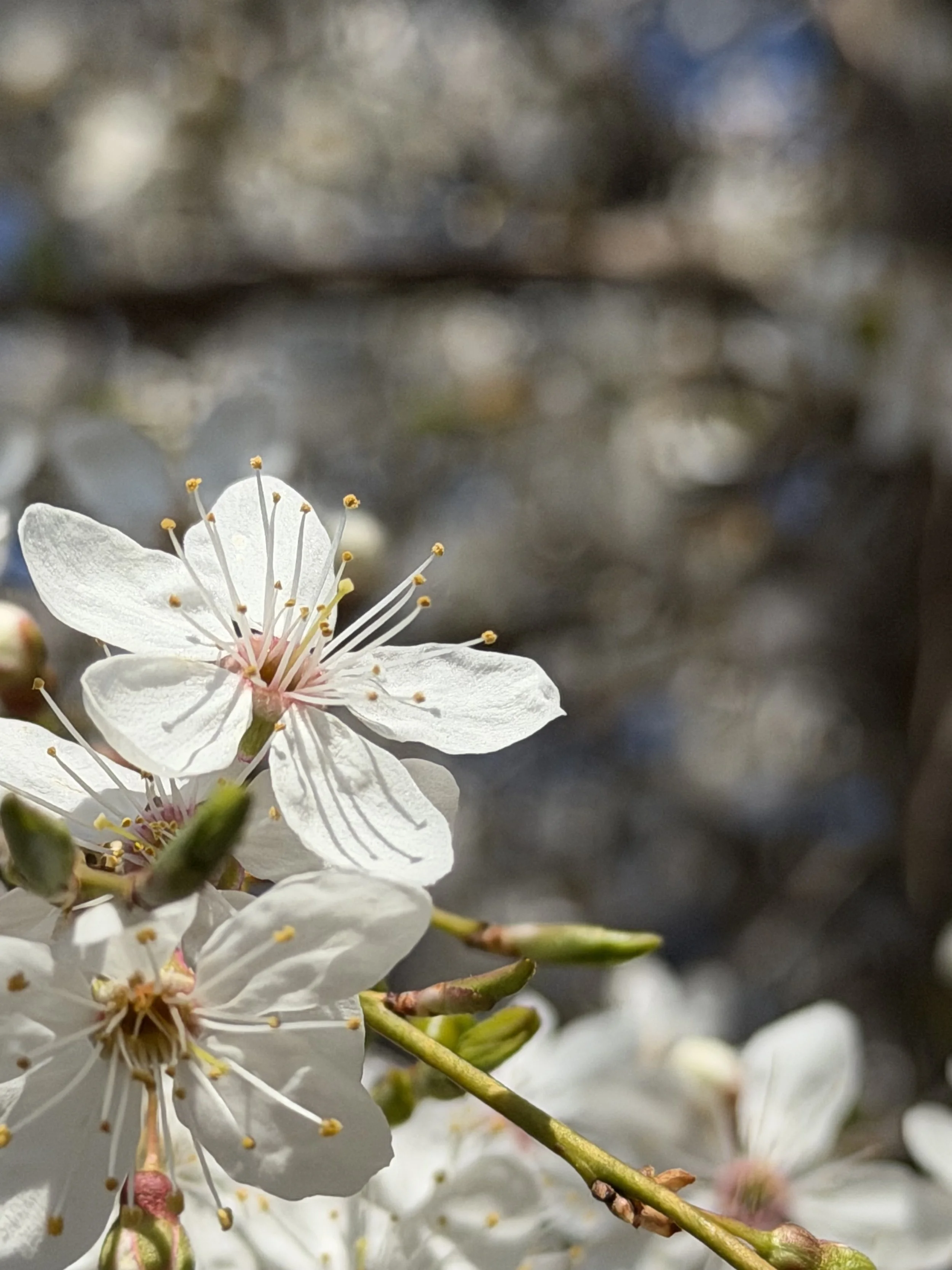 closeup of white flowers