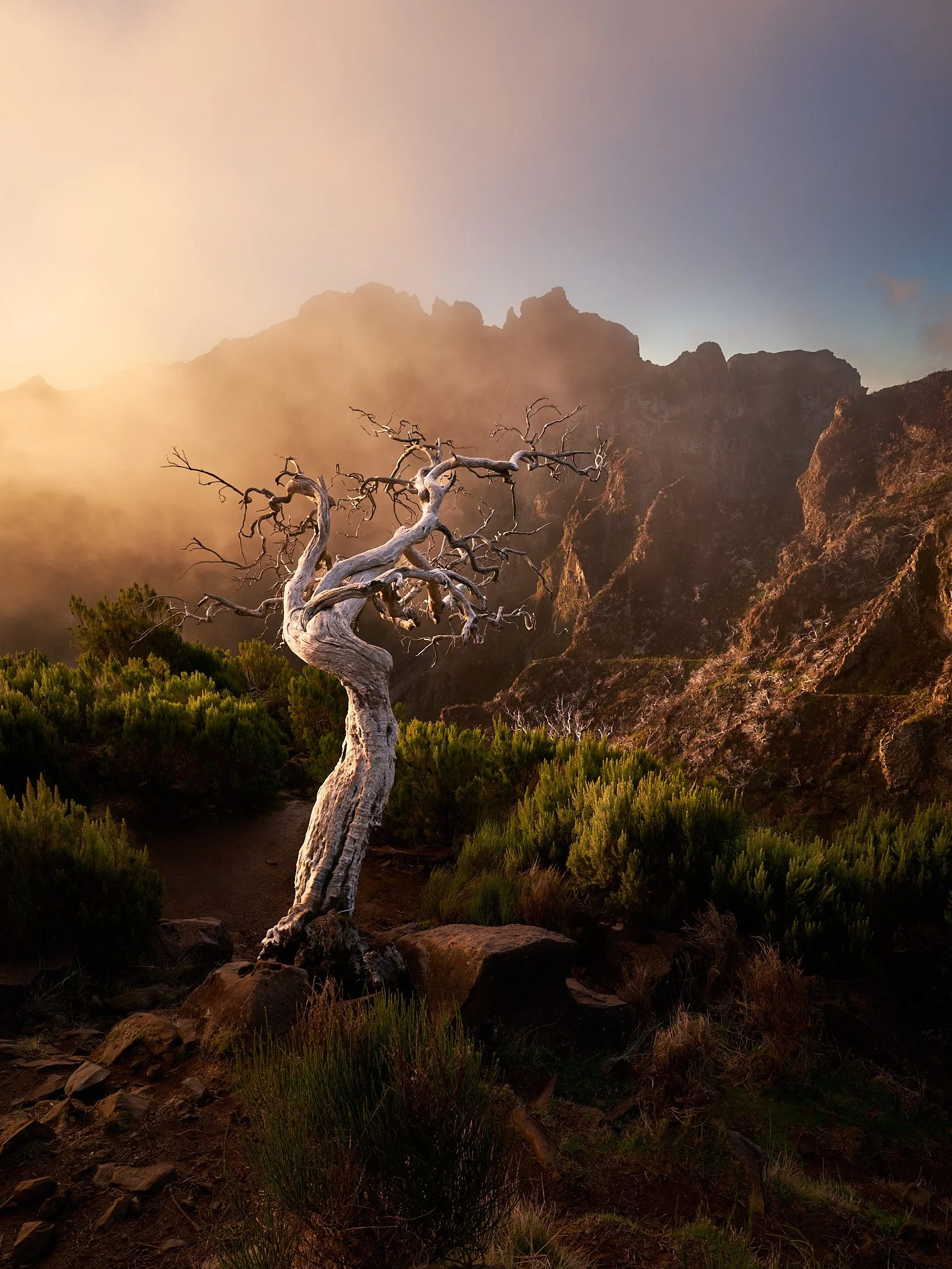 Ein zerknorrter, kahler Baum in einer bergigen Landschaft bei Sonnenuntergang oder Sonnenaufgang, mit grünen Sträuchern im Vordergrund und bewölktem Himmel im Hintergrund.