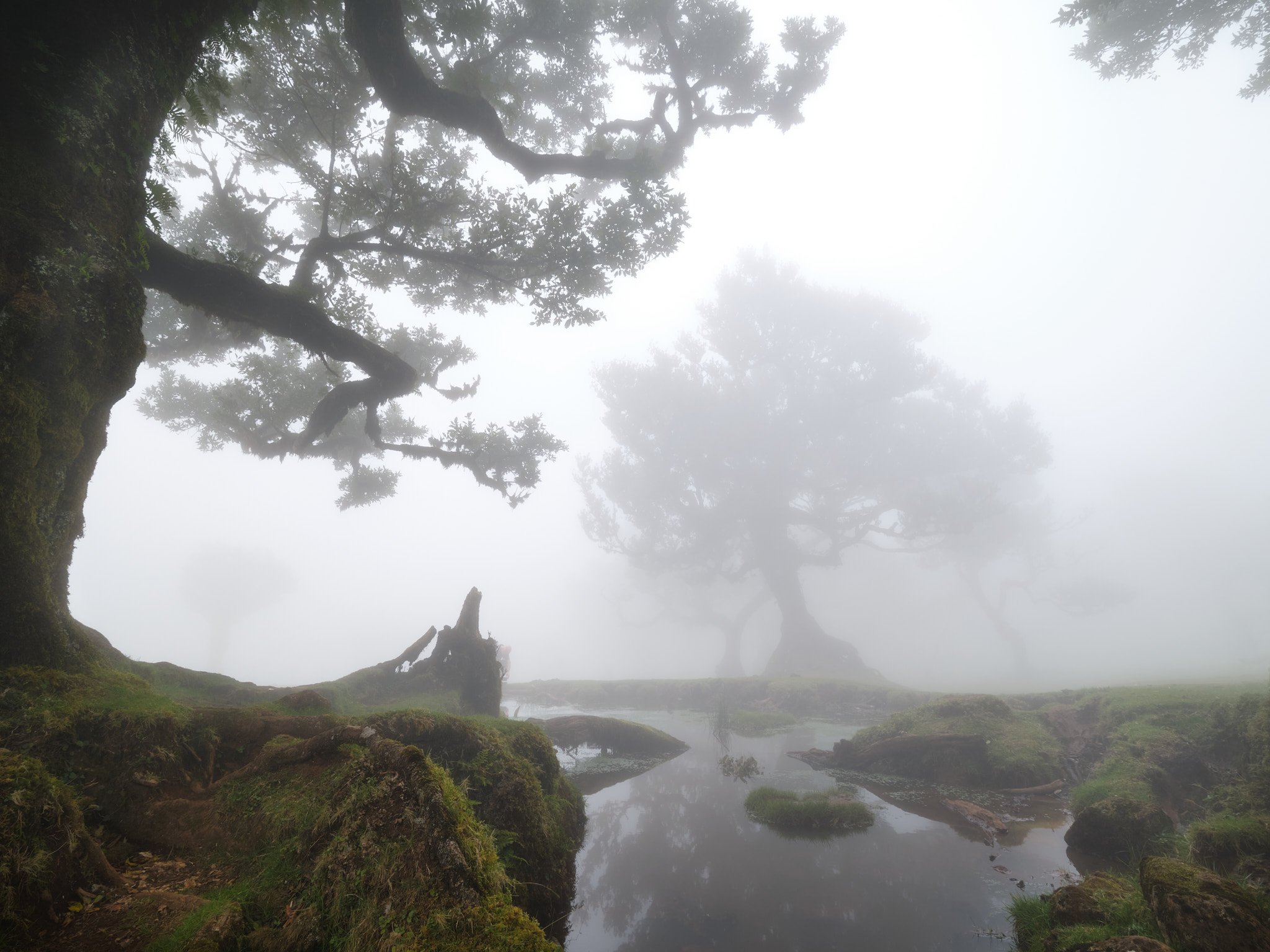 Nebelverhangene Baumlandschaft mit Teichen, moosbedeckten Steinen und einer mystischen Atmosphäre