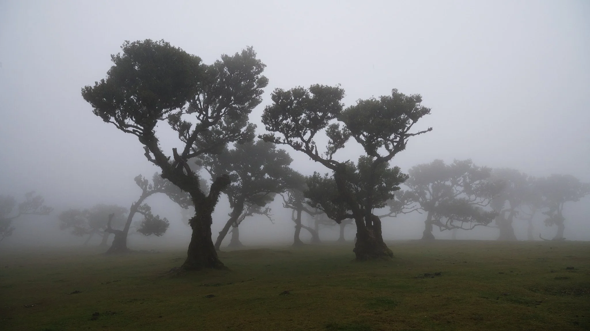 Nebelverhangene Bäume auf einer Wiese, manchmal sichtbar, manchmal im Nebel verborgen.