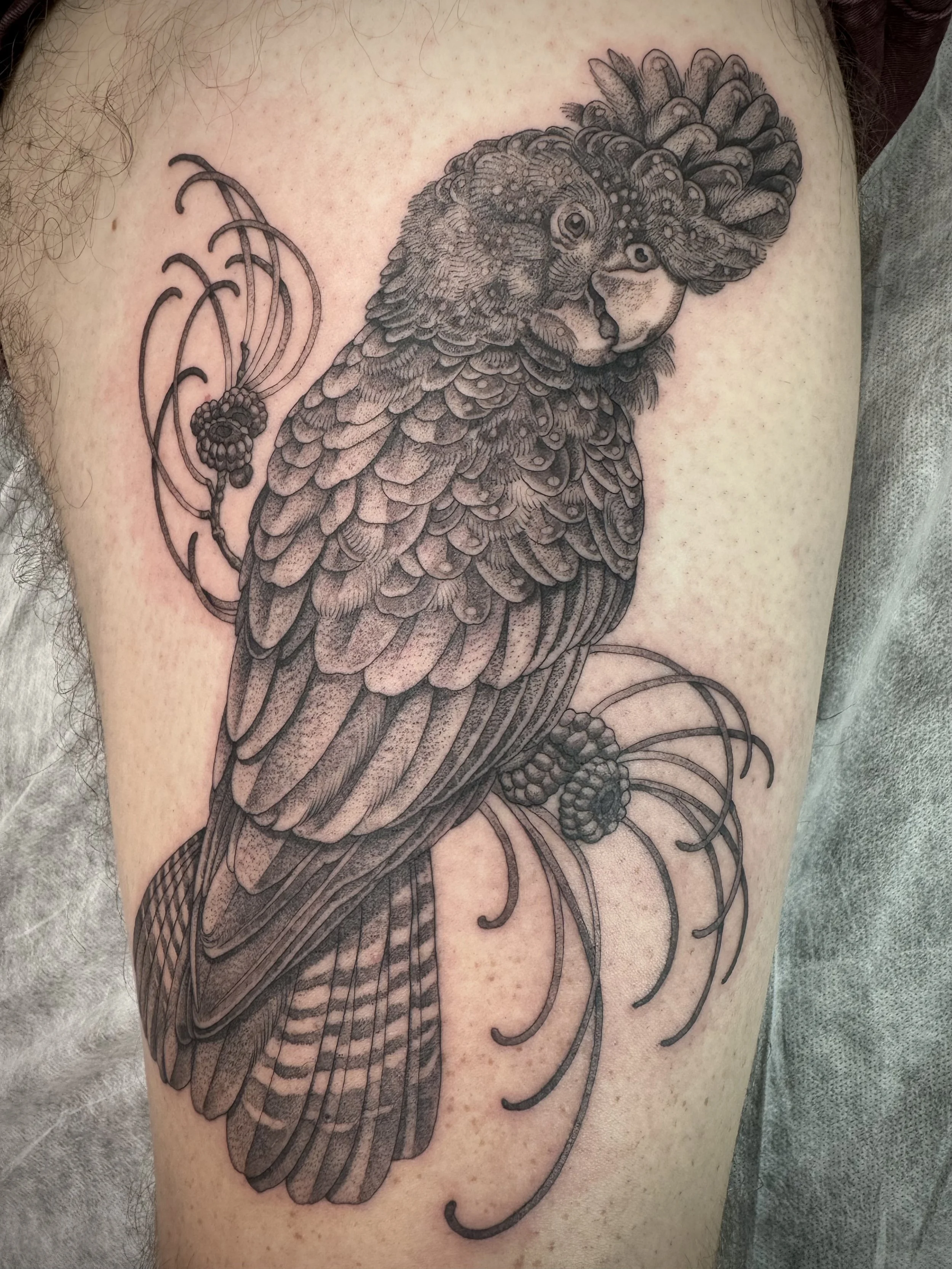 Fine line, black and grey tattoo by Eddy Lou of a Black Cockatoo. Done at FLT Tattoo Studio in Newcastle NSW
